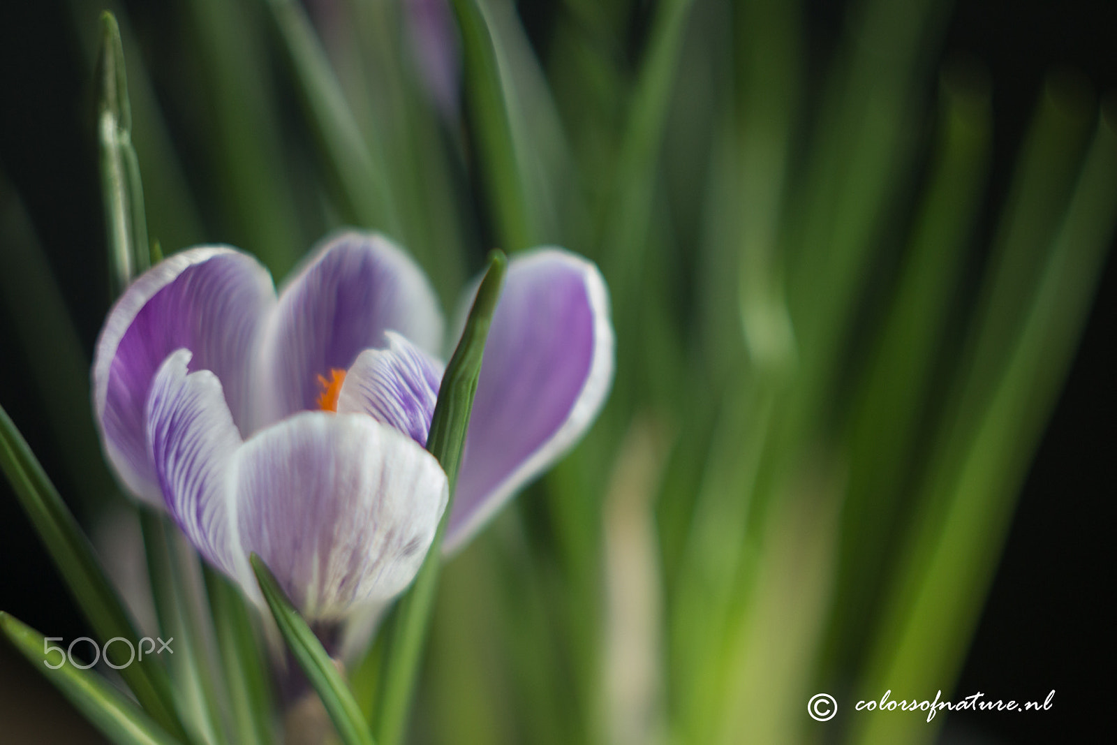 Canon EF 35-80mm f/4-5.6 sample photo. Awakening photography