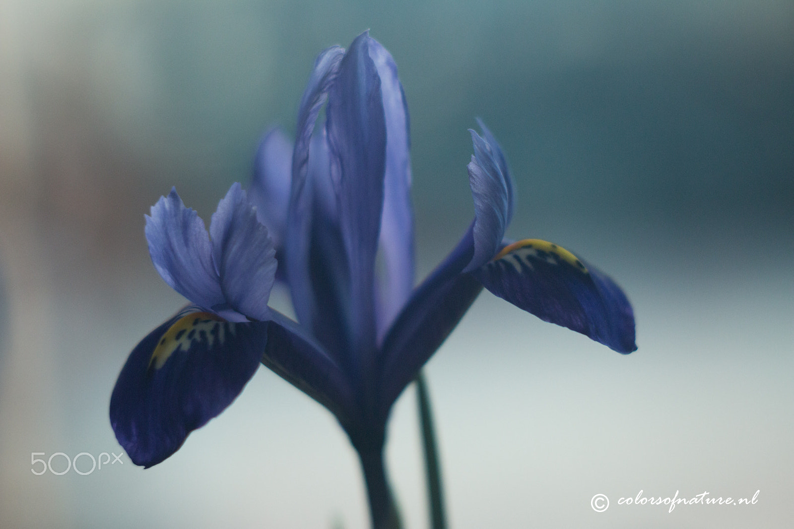 Canon EF 35-80mm f/4-5.6 sample photo. Happy photography