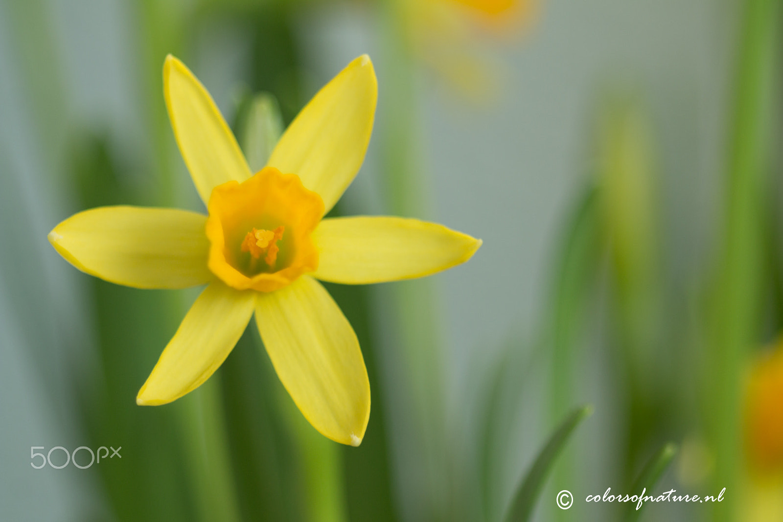 Canon EF 35-80mm f/4-5.6 sample photo. Narcisje photography