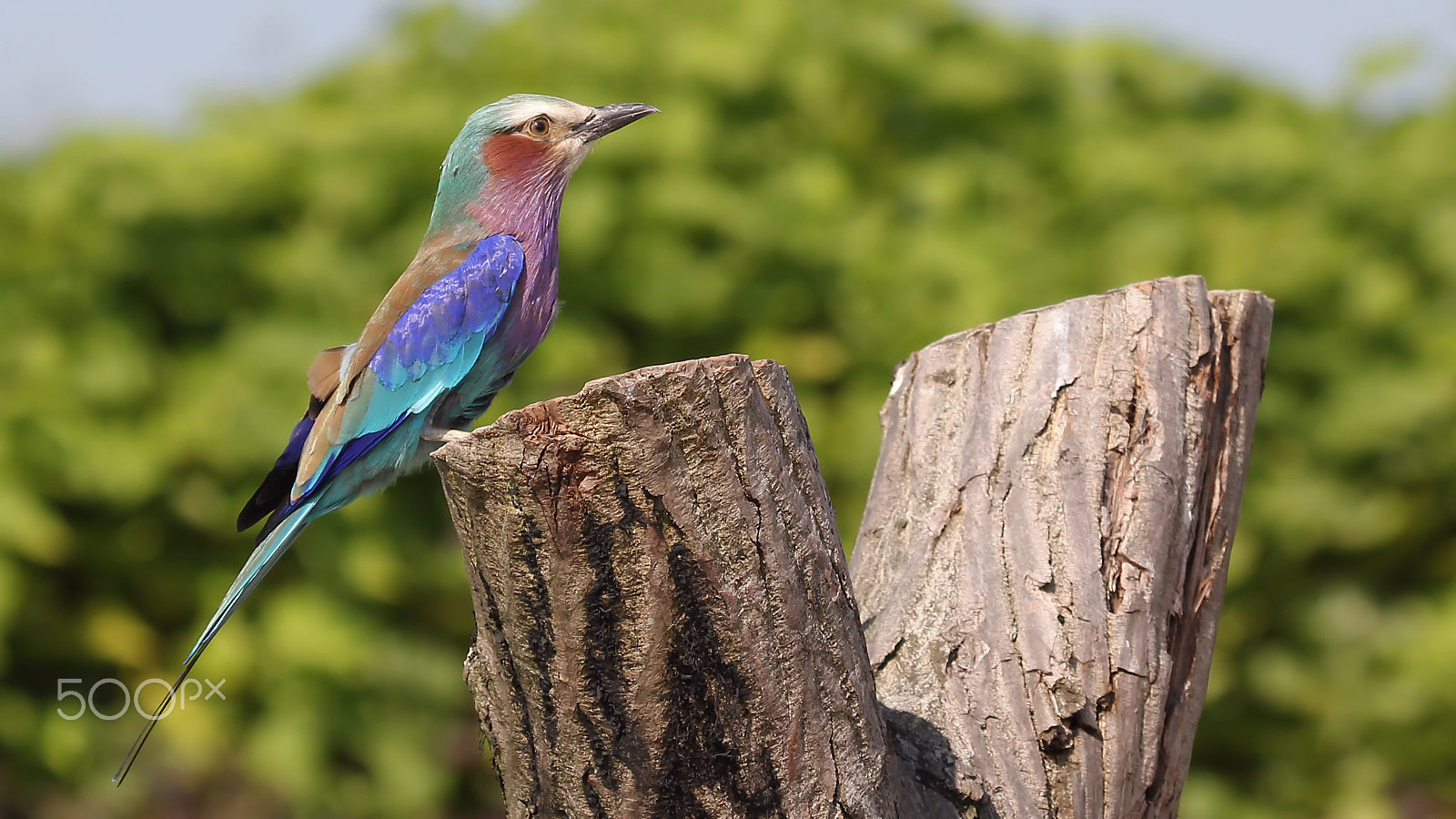 Canon EF 100-400mm F4.5-5.6L IS USM sample photo. Lilac-breasted roller photography