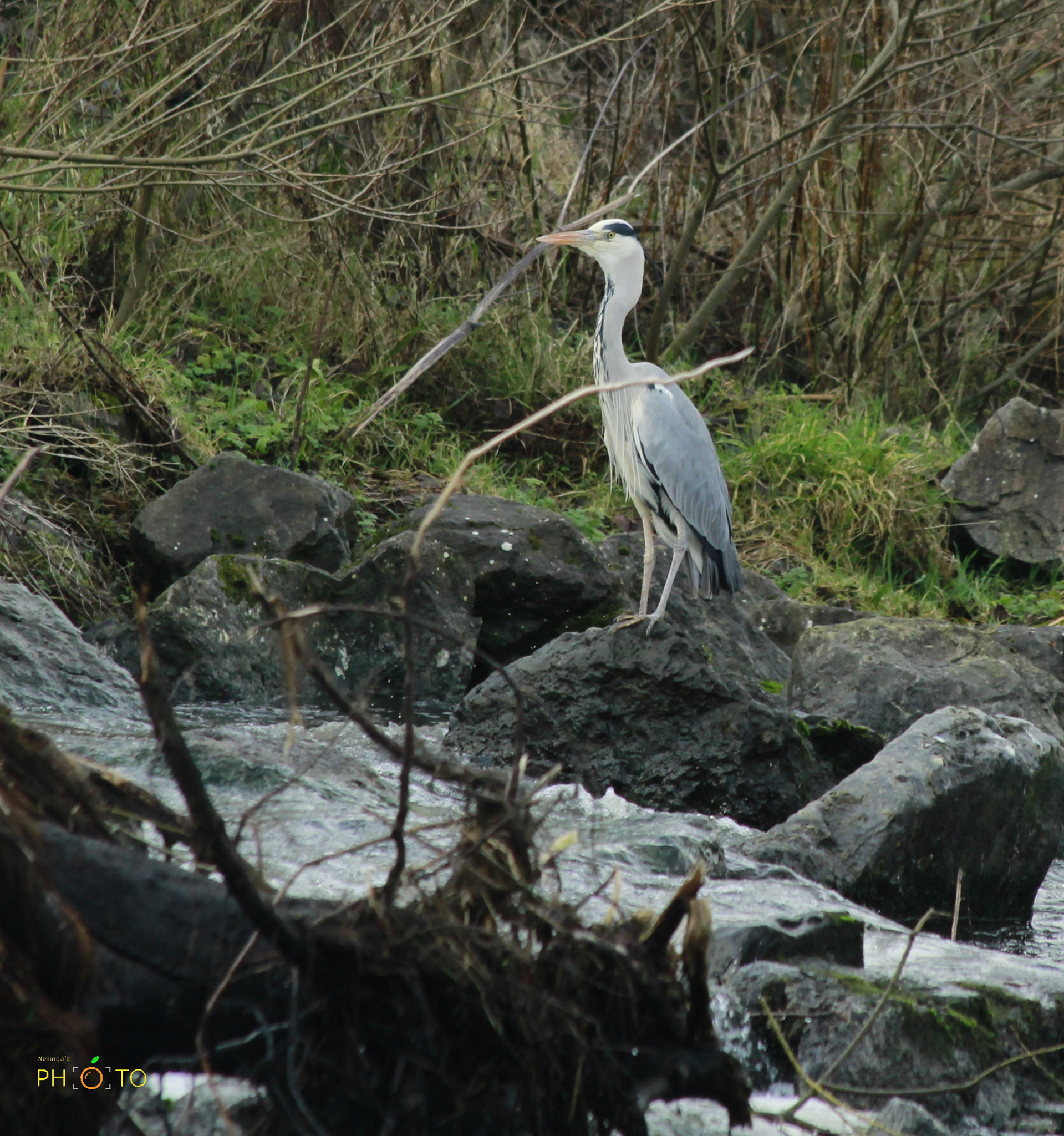 Canon EF 70-300mm F4-5.6 IS USM sample photo. Big bird photography