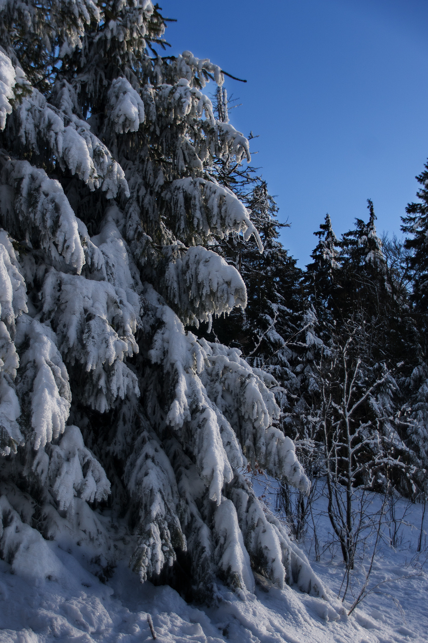 Sony ILCA-77M2 + Tamron AF 28-105mm F4-5.6 [IF] sample photo. Snow covered trees photography