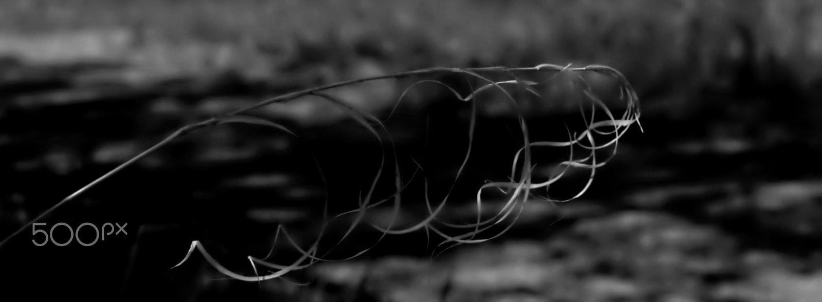 Pentax smc D-FA 50mm F2.8 Macro sample photo. Nice grass photography