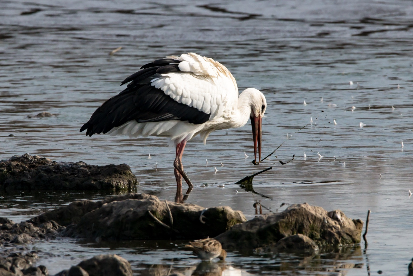 150-600mm F5-6.3 DG OS HSM | Contemporary 015 sample photo. Storch im neeracherried, schweiz photography