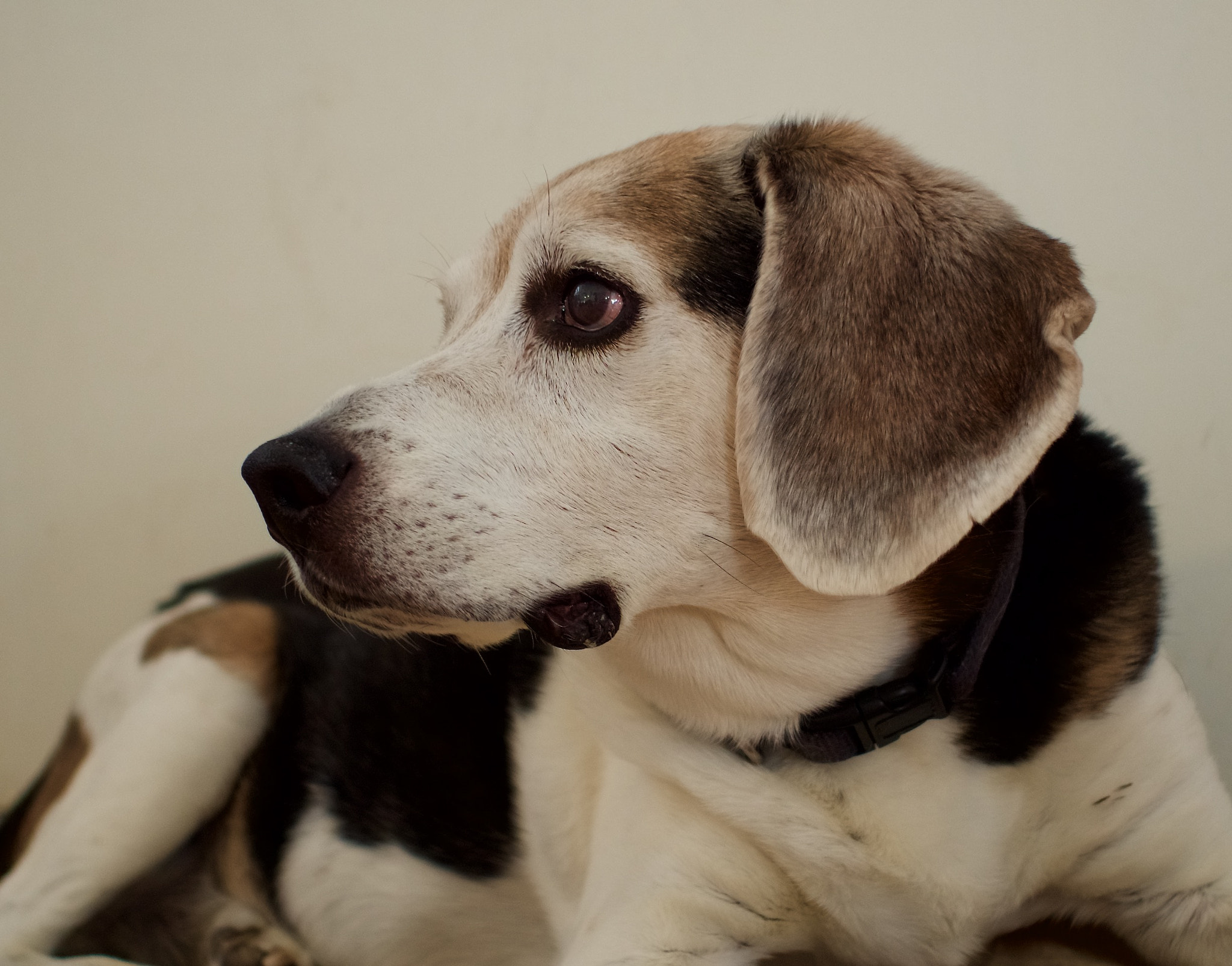 Olympus OM-D E-M5 II + Olympus M.Zuiko Digital 17mm F1.8 sample photo. My old beagle photography