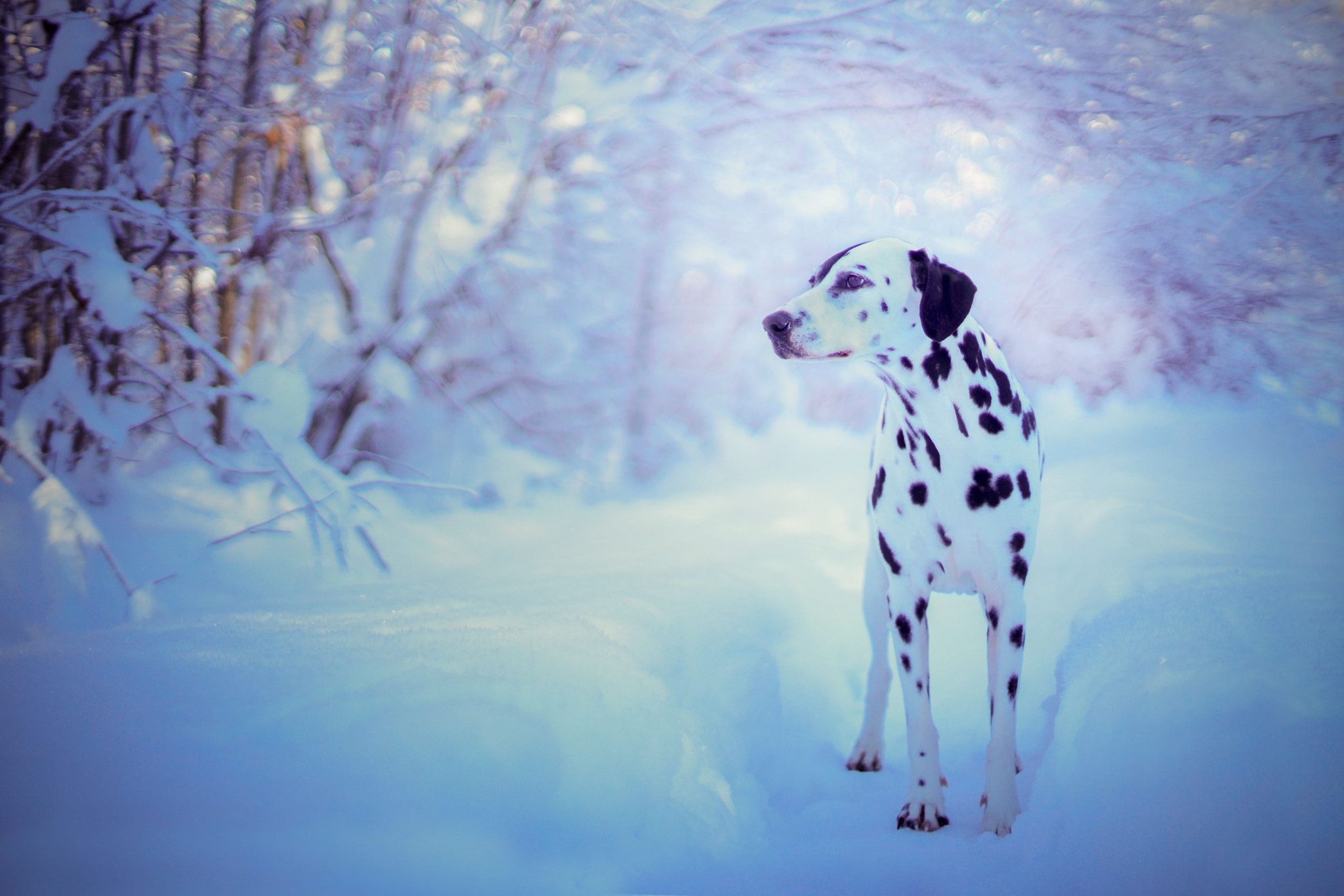 Minolta AF 50mm F1.4 [New] sample photo. ***frozen*** photography