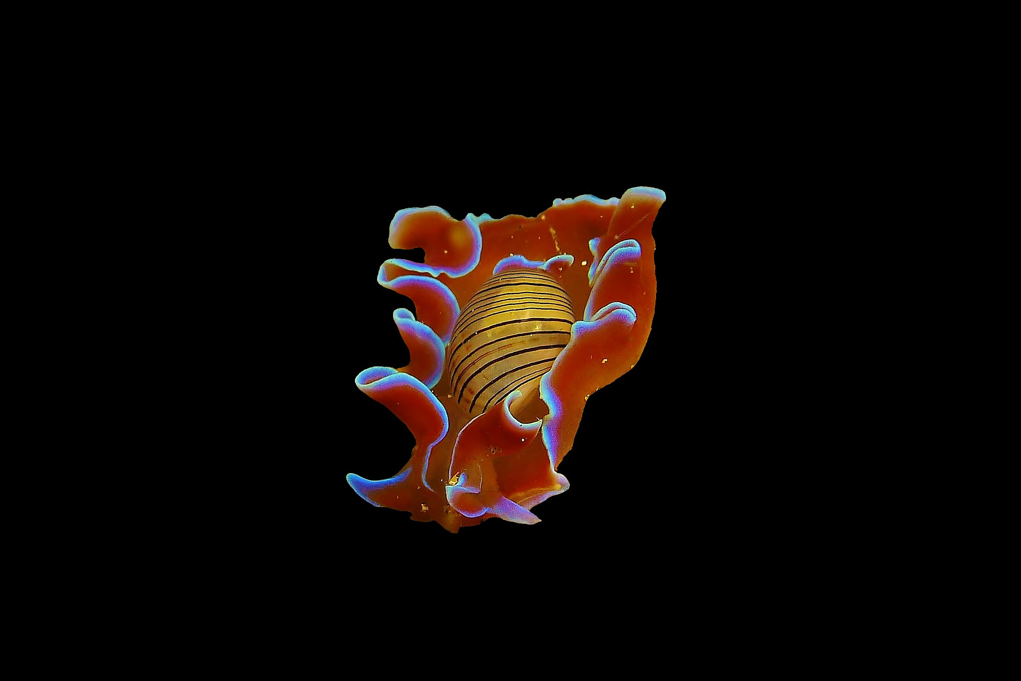 Leica D-LUX 5 sample photo. Hydatina physis photography