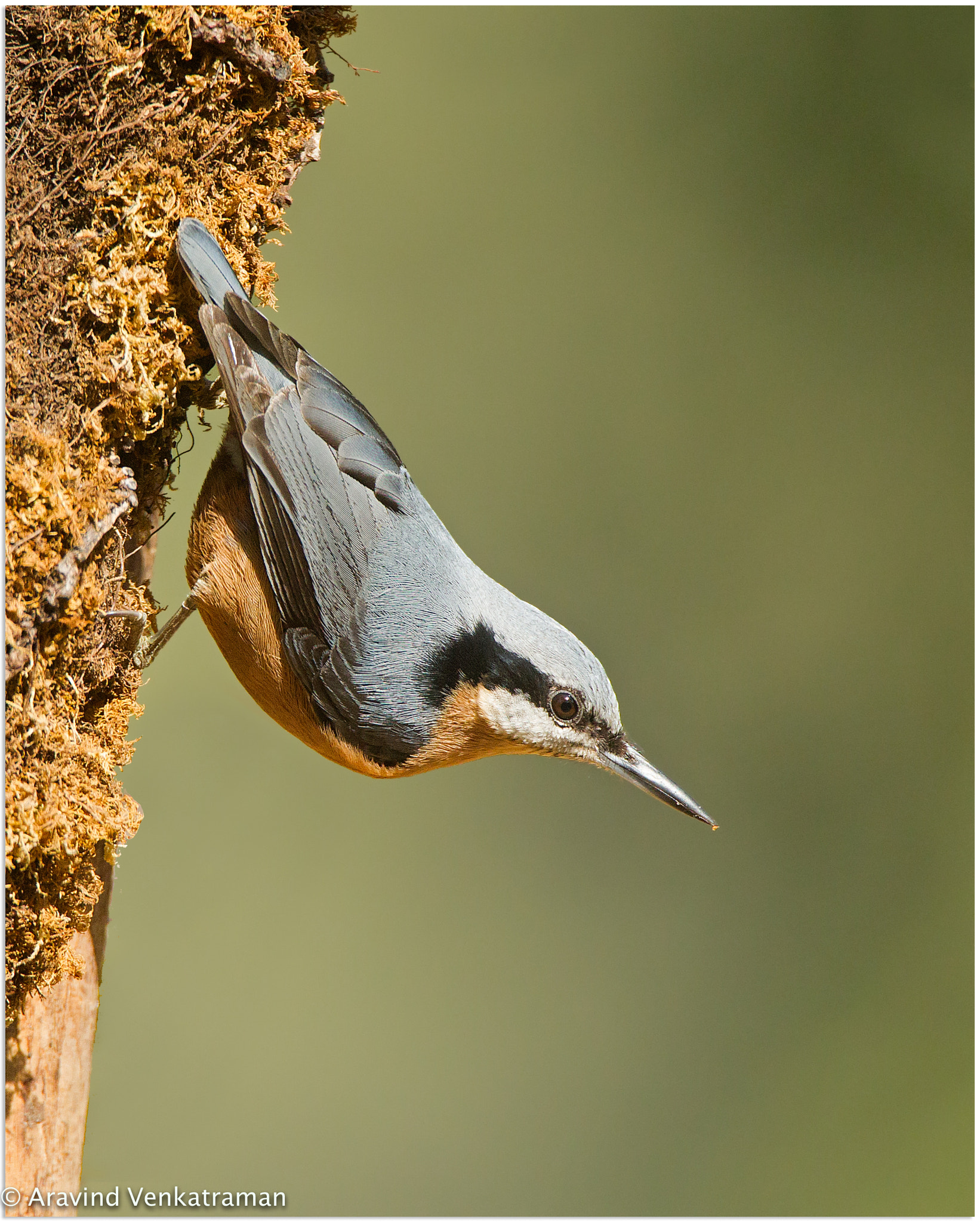 Canon EOS-1D Mark IV sample photo. Chestnut bellied nuthatch photography