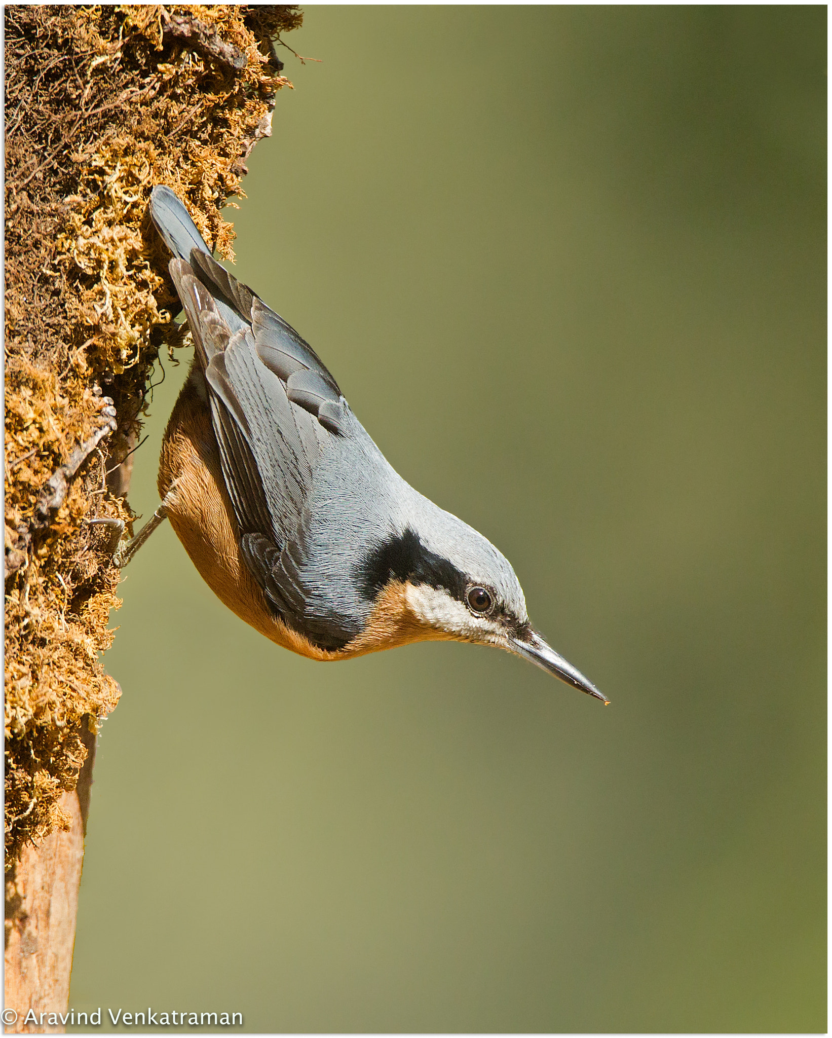 Canon EF 500mm F4L IS USM sample photo. Chestnut bellied nuthatch photography