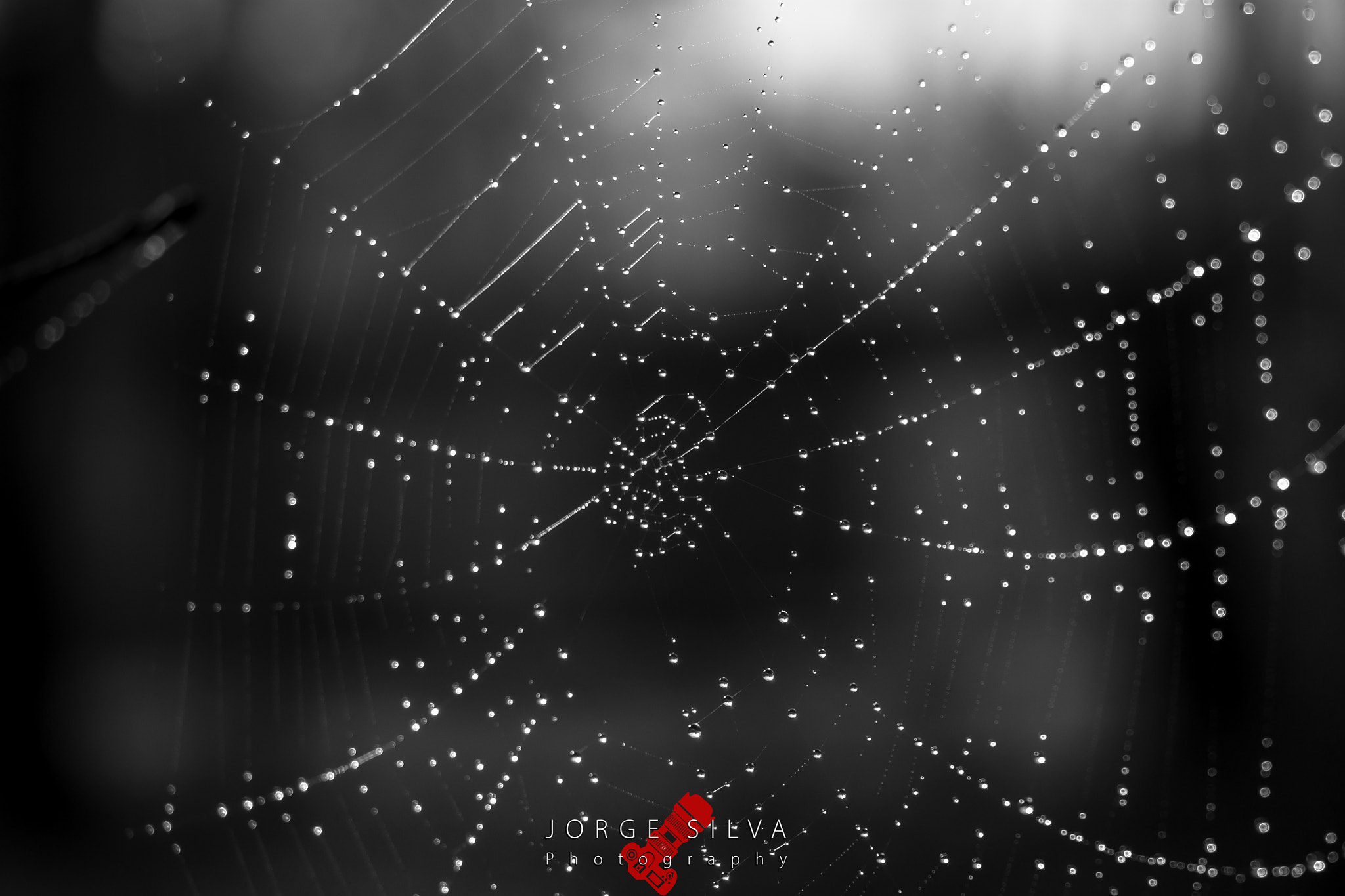 Canon EOS 1100D (EOS Rebel T3 / EOS Kiss X50) sample photo. Spider web photography