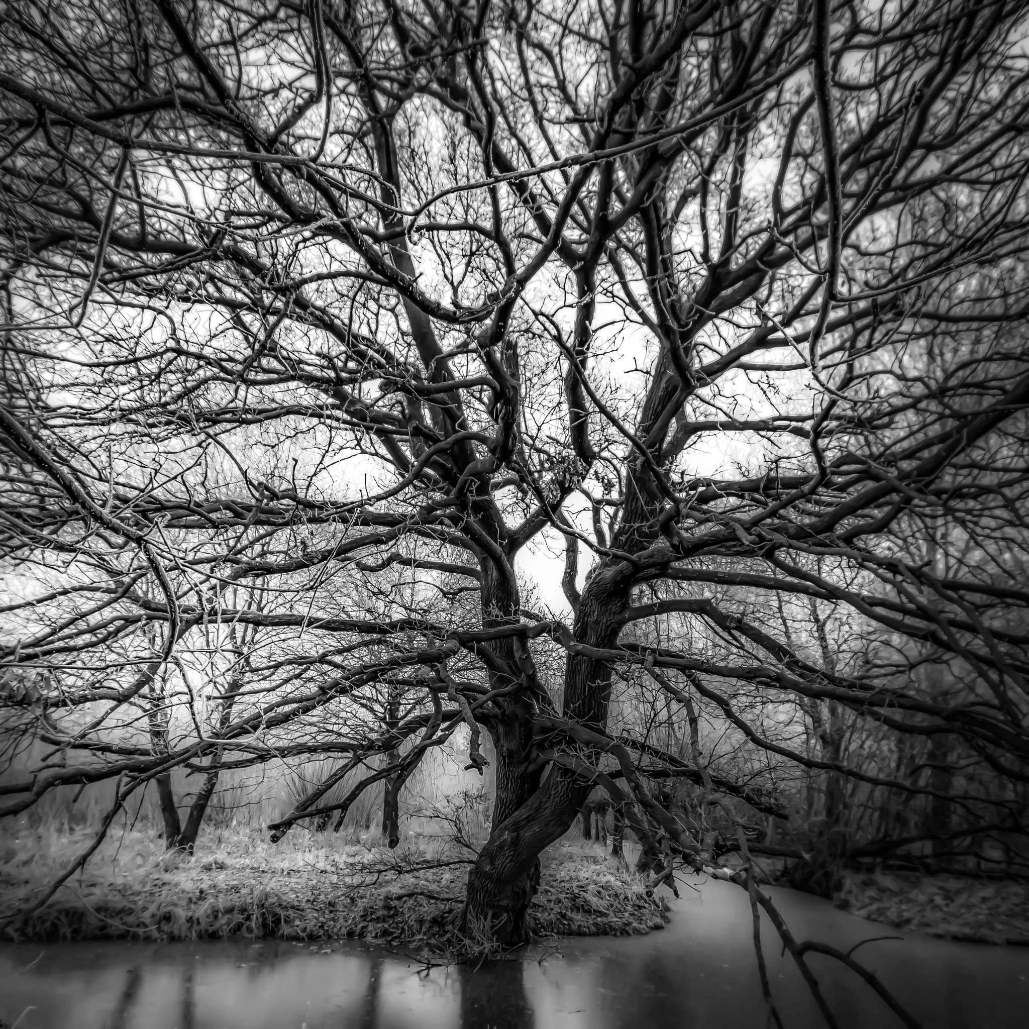 Pentax K-5 sample photo. Oak tree in winter photography