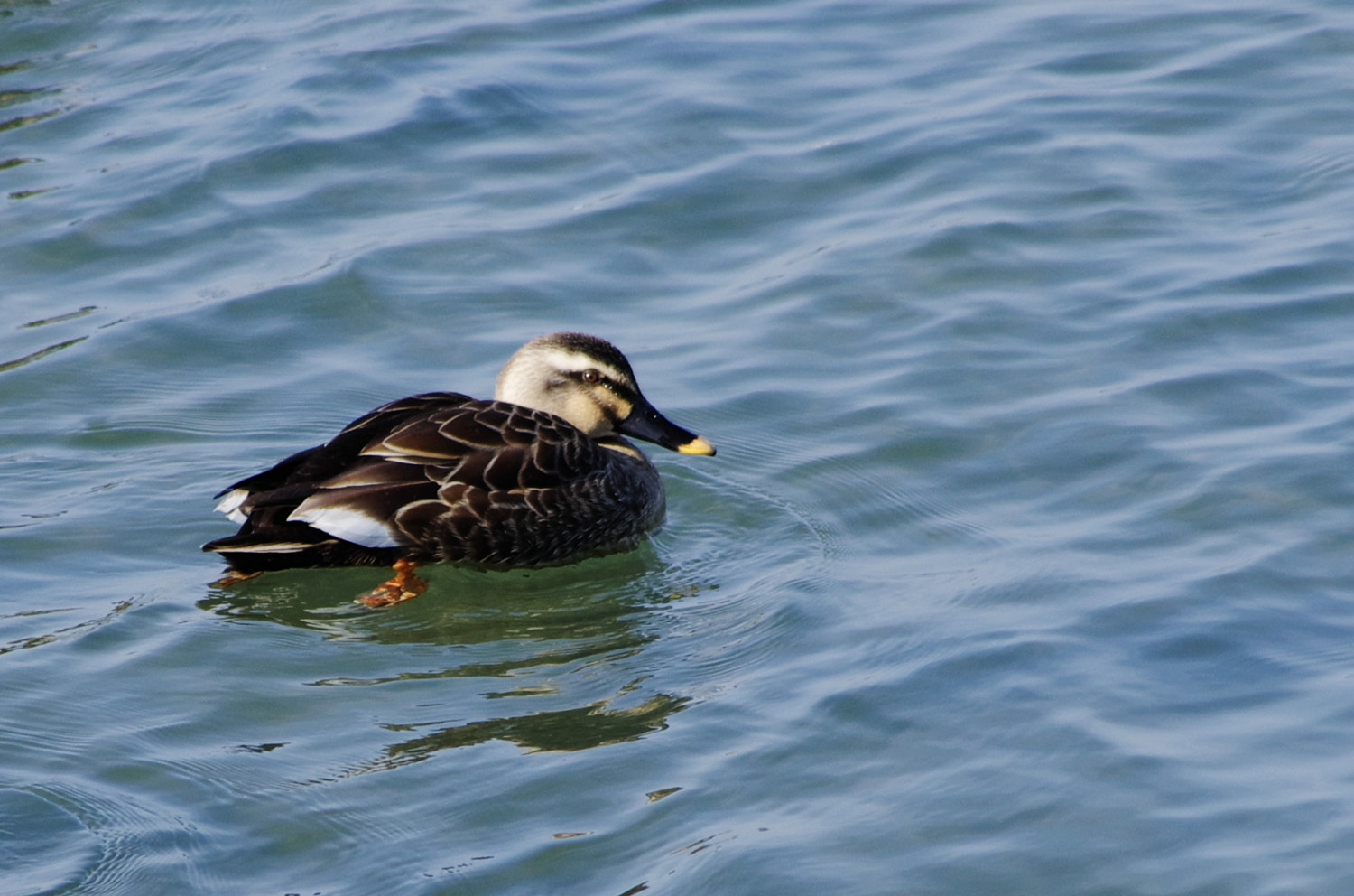 Pentax K-5 sample photo. Spot-billed duck photography