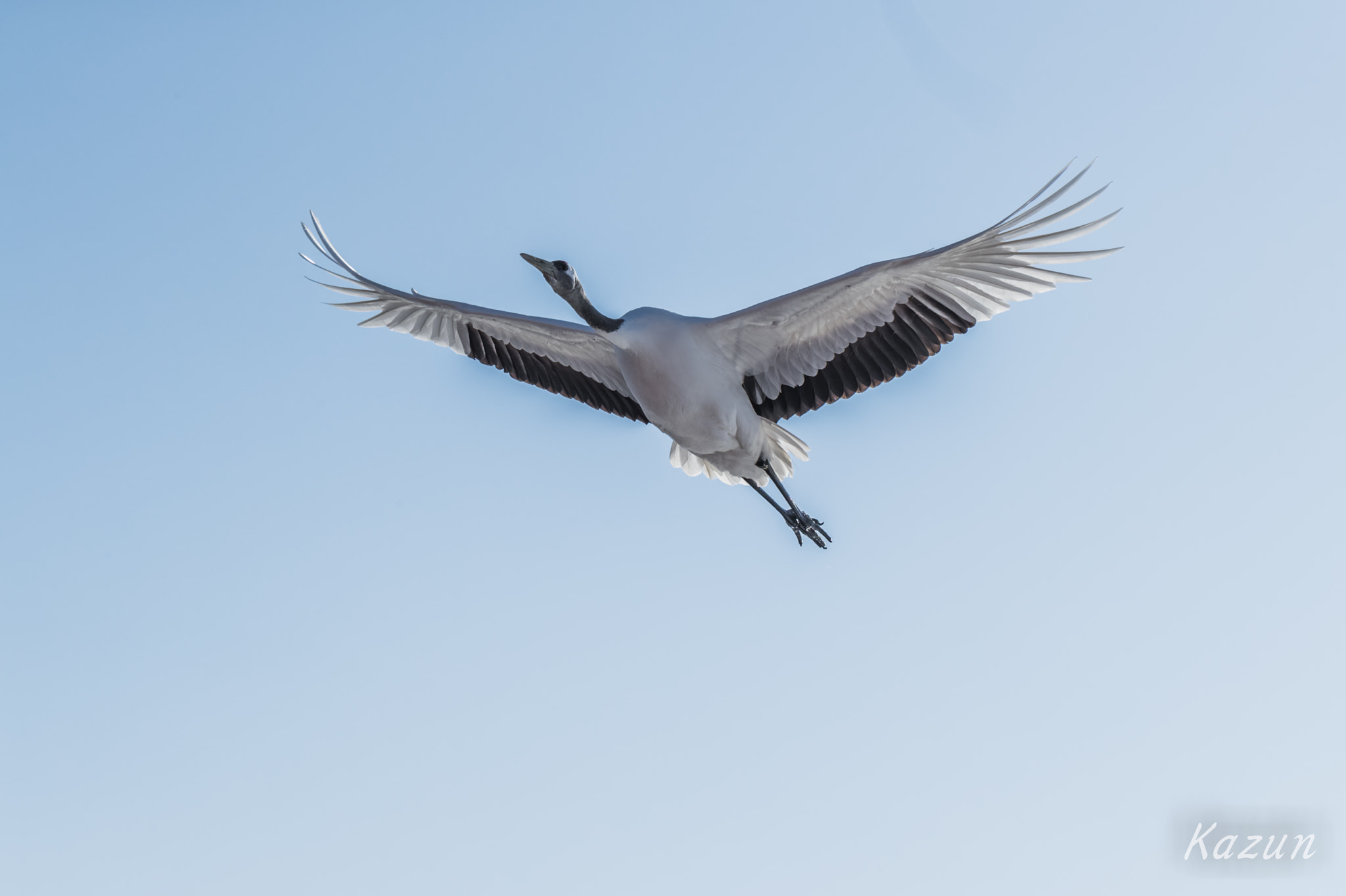 Canon EF 100mm F2.8L Macro IS USM sample photo. The red-crowned crane photography