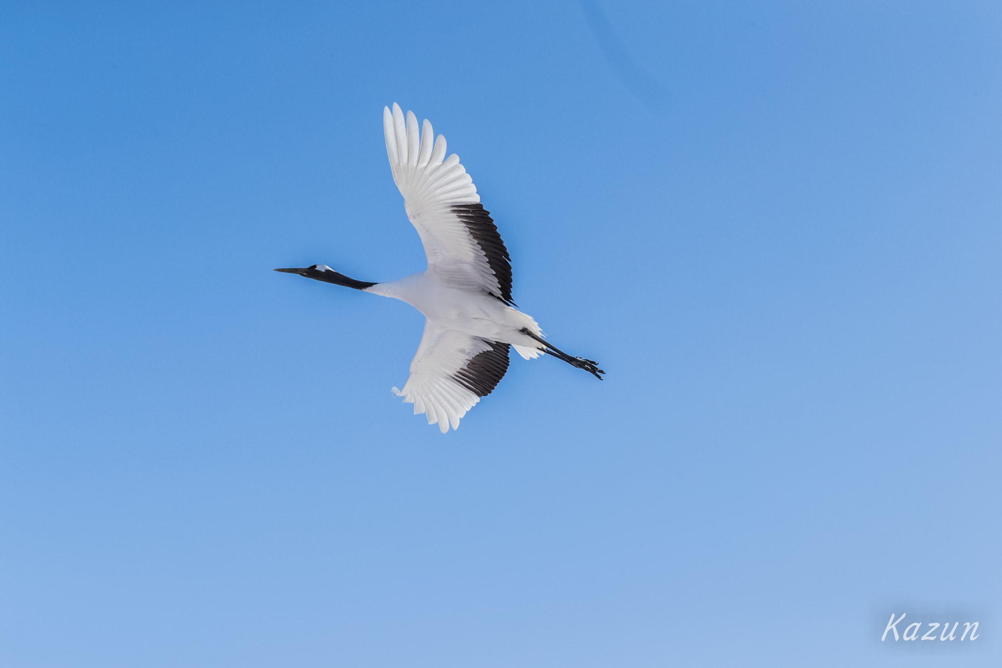 Canon EOS-1D X Mark II + Canon EF 100mm F2.8L Macro IS USM sample photo. The red-crowned crane photography