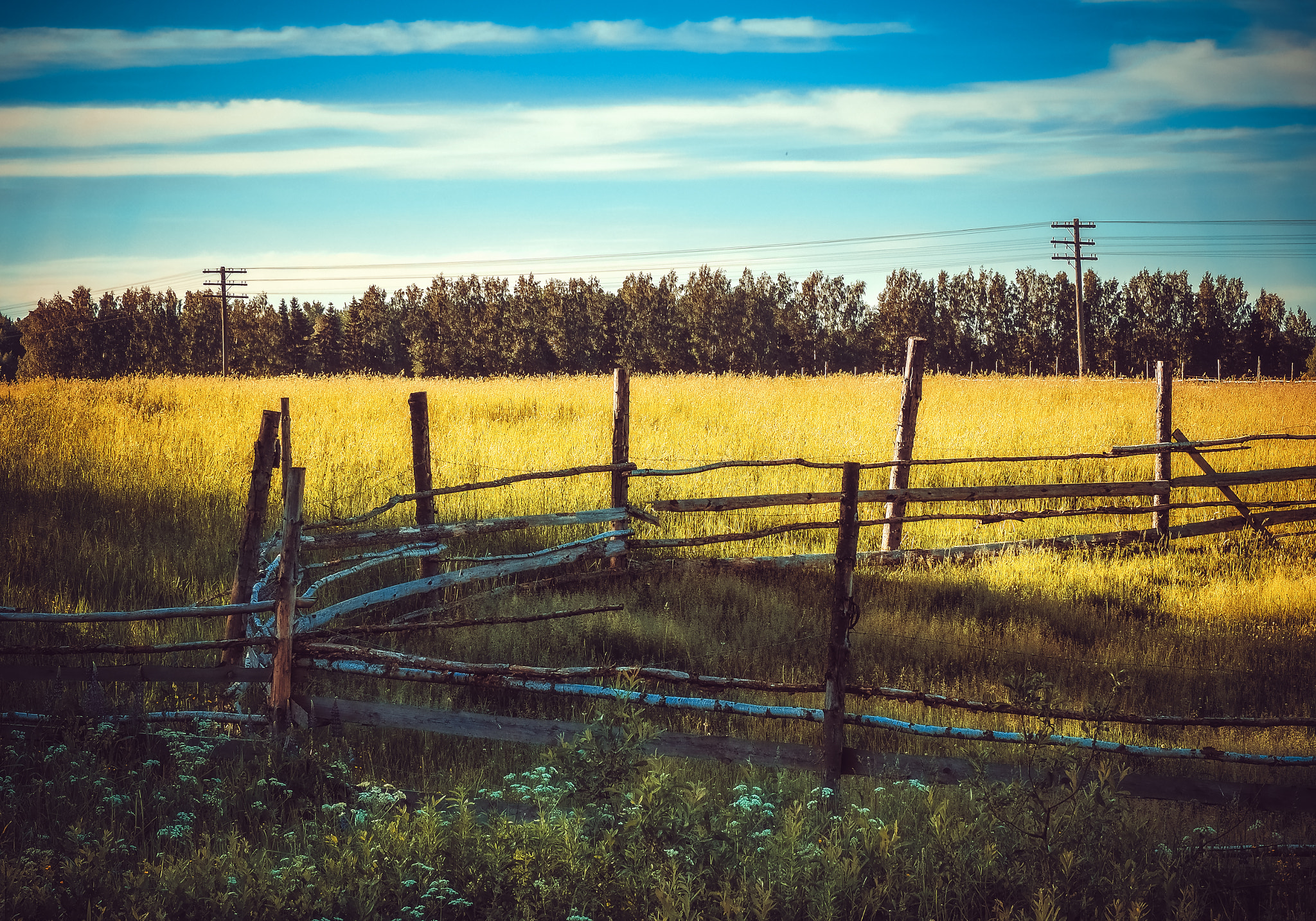 Olympus OM-D E-M5 II sample photo. A fragment of the summer photography