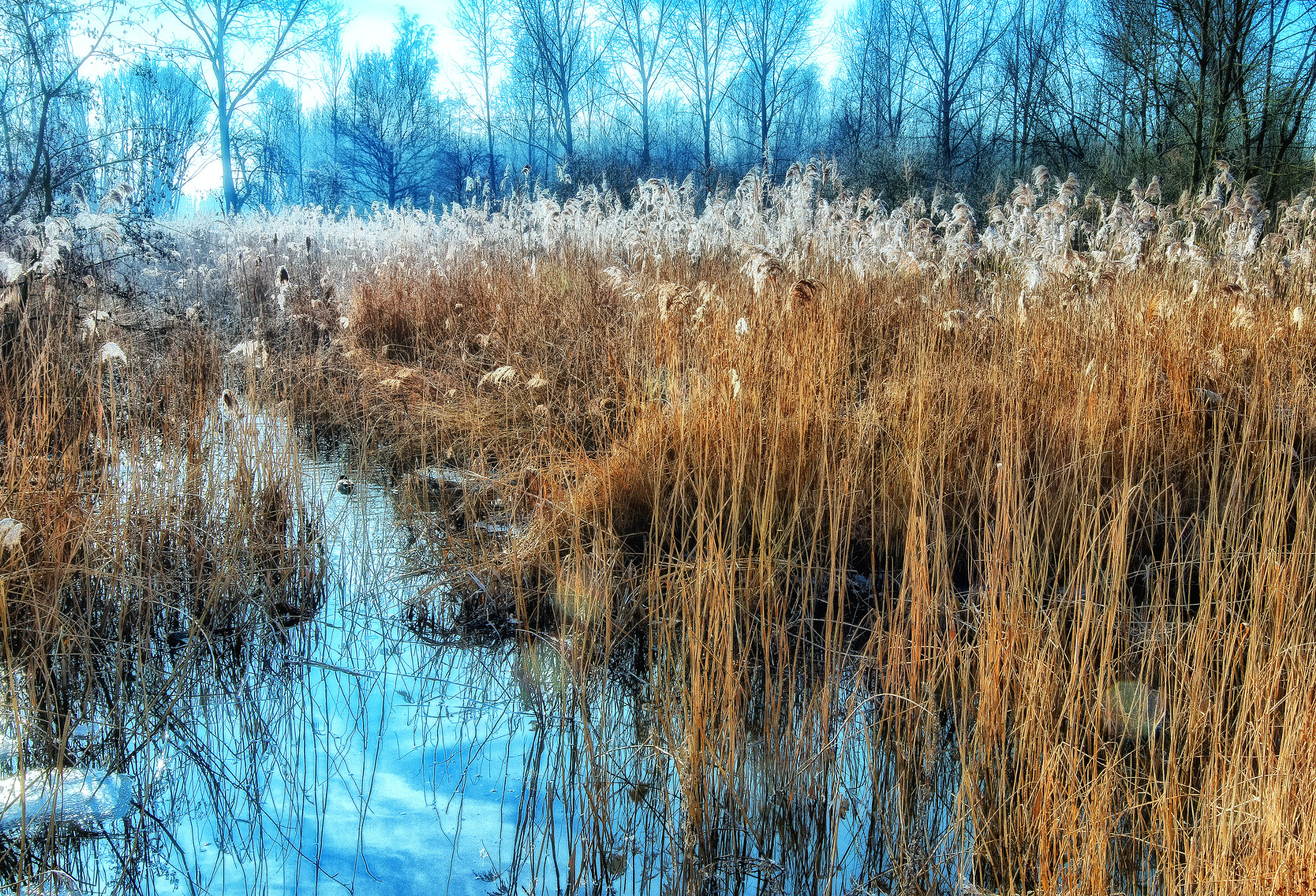 Canon EF 16-35mm F4L IS USM sample photo. Frozen reed photography