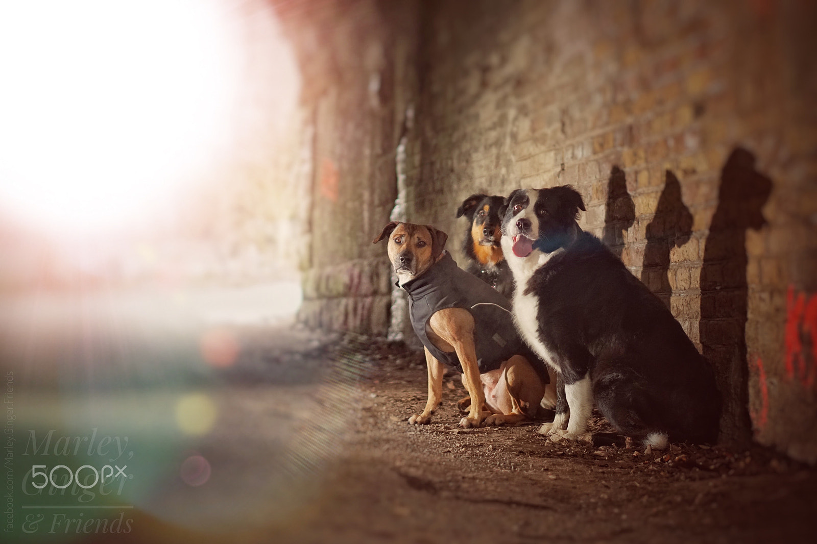 Sony a6300 + Sony E 50mm F1.8 OSS sample photo. Marley, ginger & friends photography