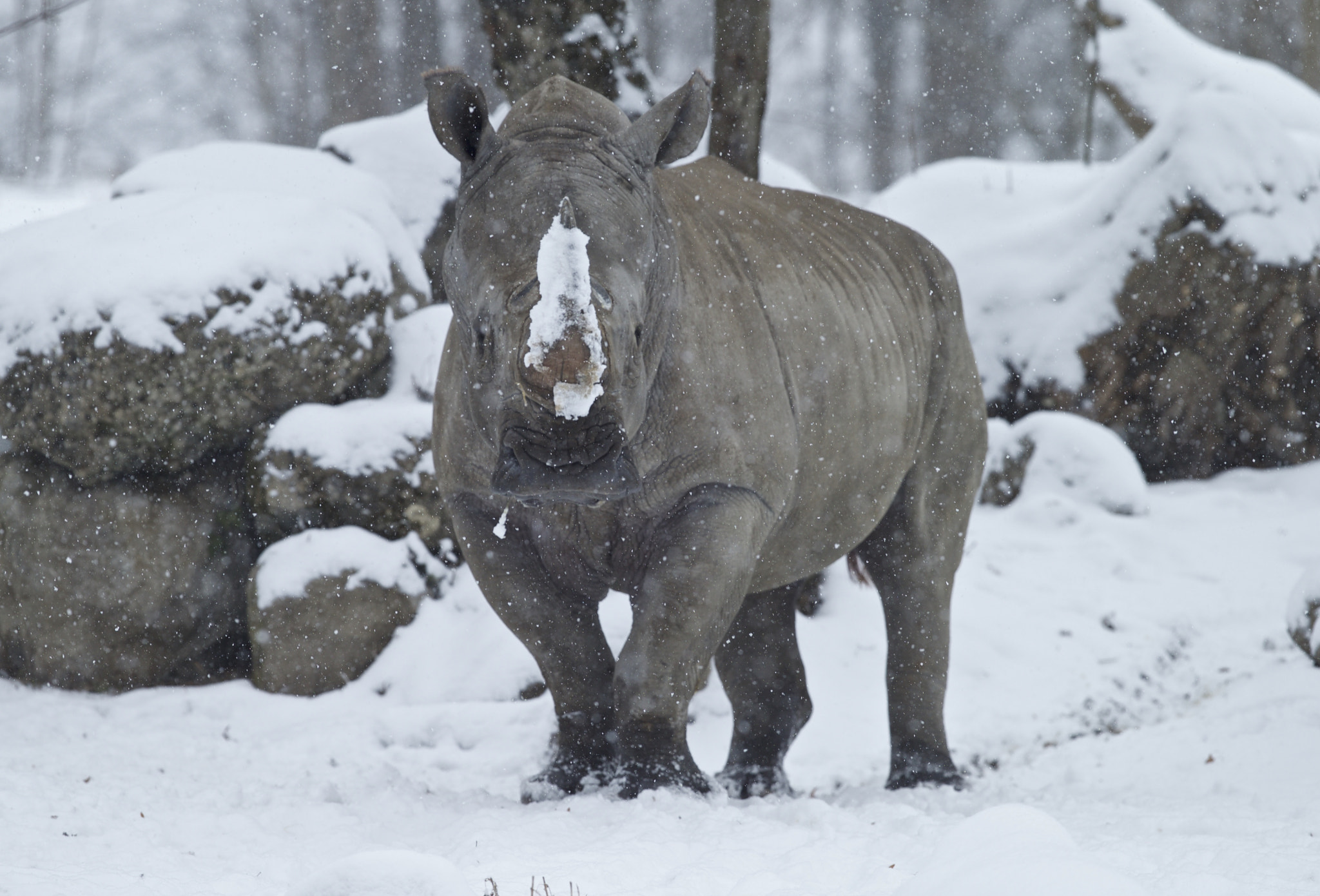 Canon EF 300mm F2.8L IS II USM sample photo. Athos in the snow! photography