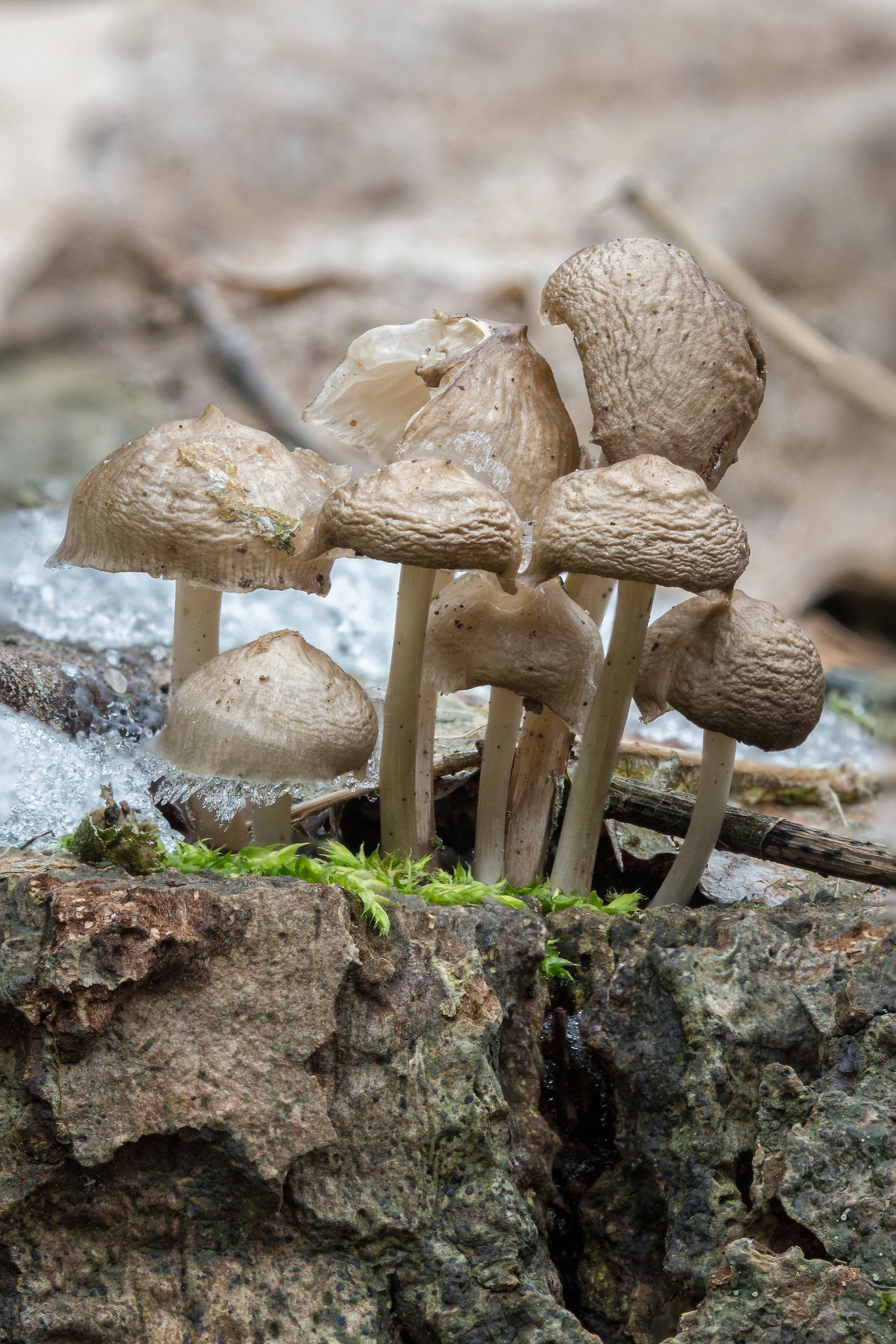 Sony SLT-A65 (SLT-A65V) + 105mm F2.8 sample photo. Mushroom photography