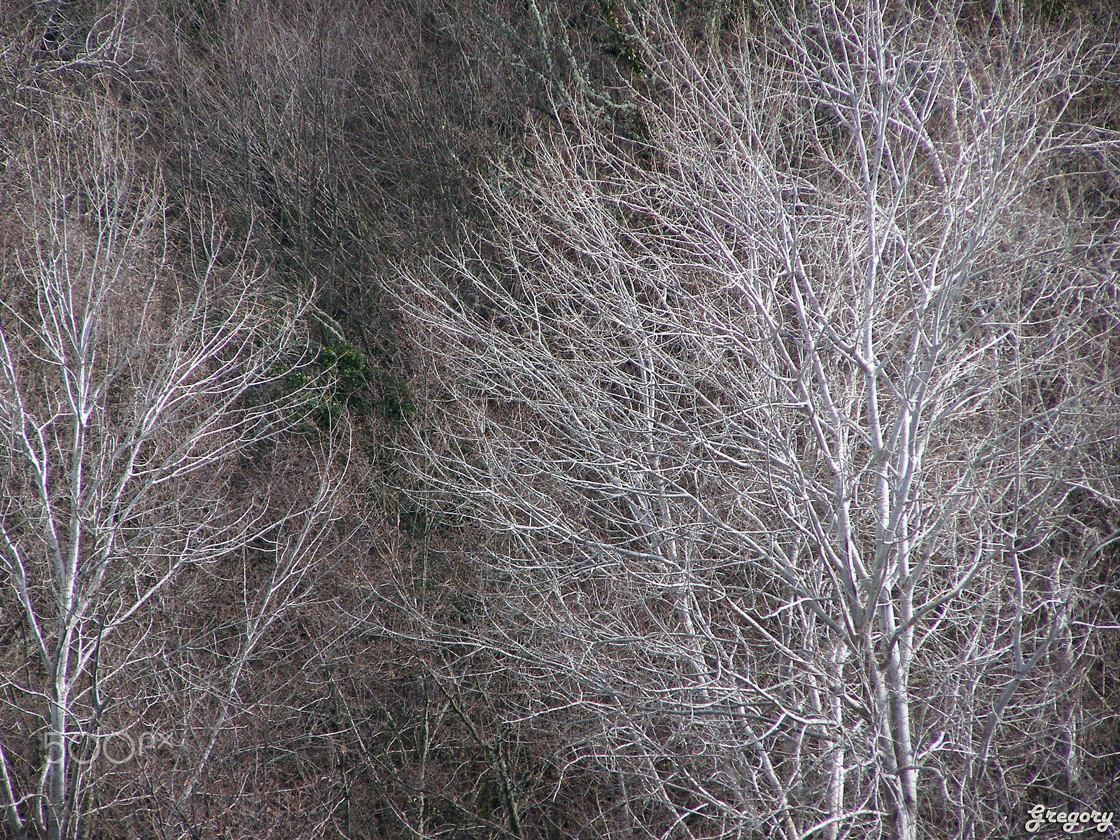 Olympus SP500UZ sample photo. Winter forest photography