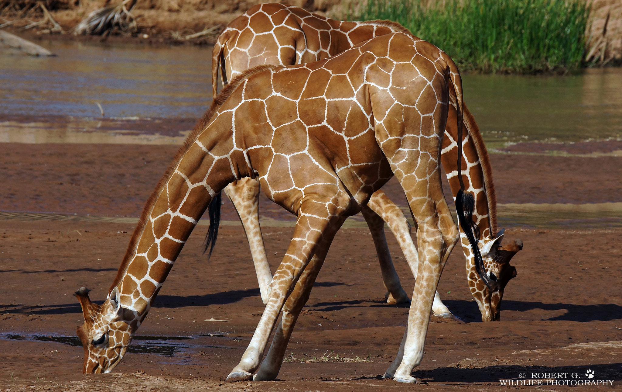 Sony SLT-A77 + Tamron SP 150-600mm F5-6.3 Di VC USD sample photo. Drinking giraffe samburu 2016 photography