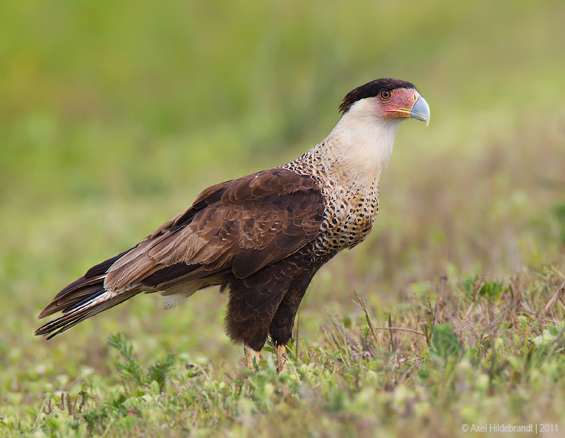 Canon EF 500mm F4L IS USM sample photo. Crested caracara photography
