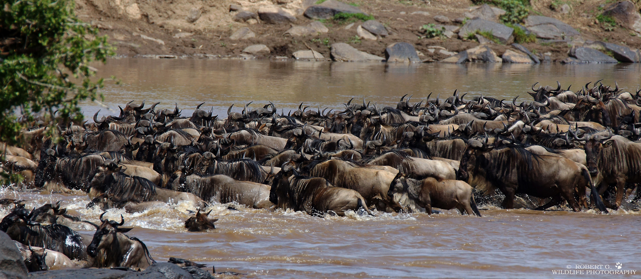 Sony SLT-A77 + Tamron SP 150-600mm F5-6.3 Di VC USD sample photo. Mara crossing   masai mara 2016 photography