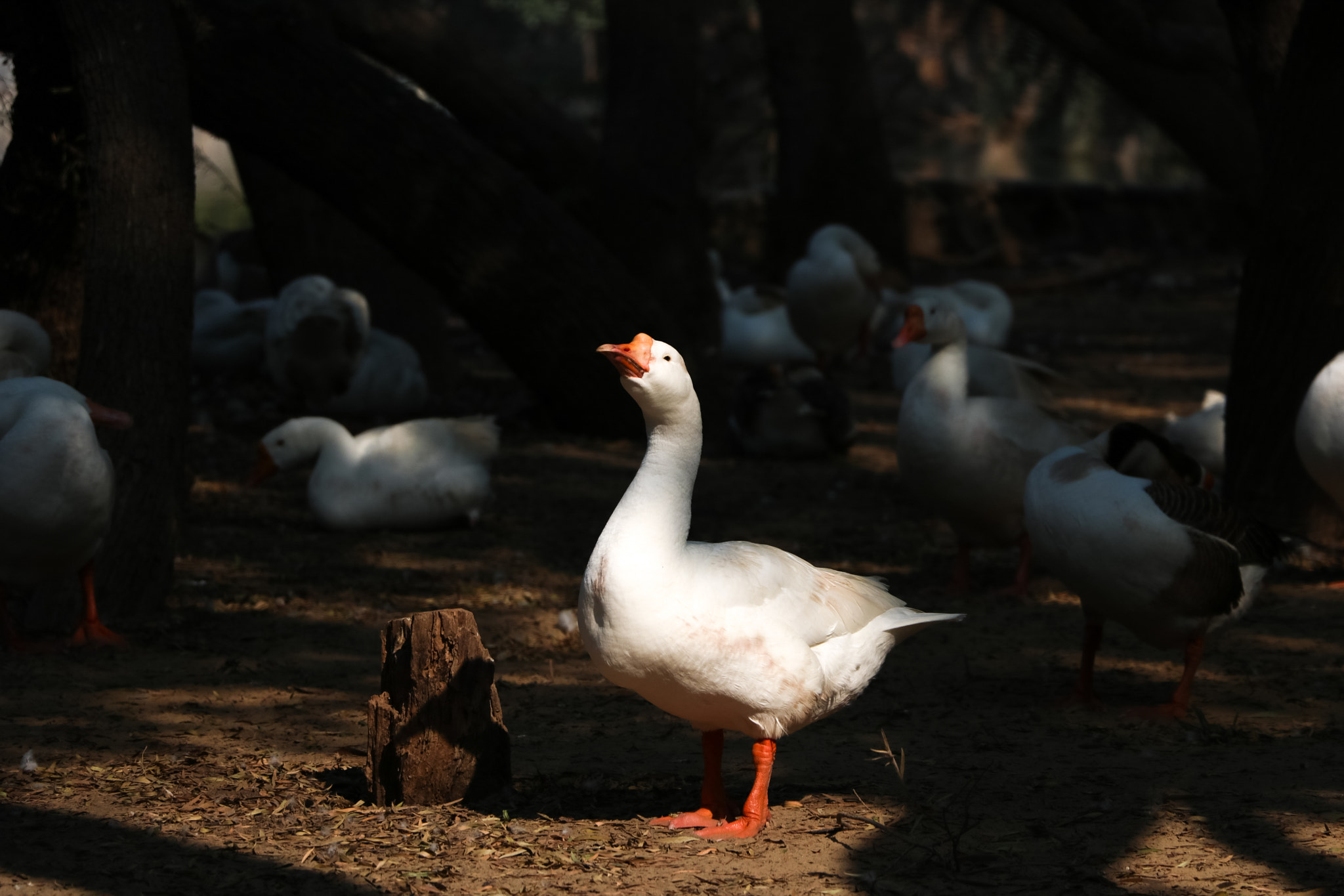 Canon EOS 760D (EOS Rebel T6s / EOS 8000D) sample photo. Up photography