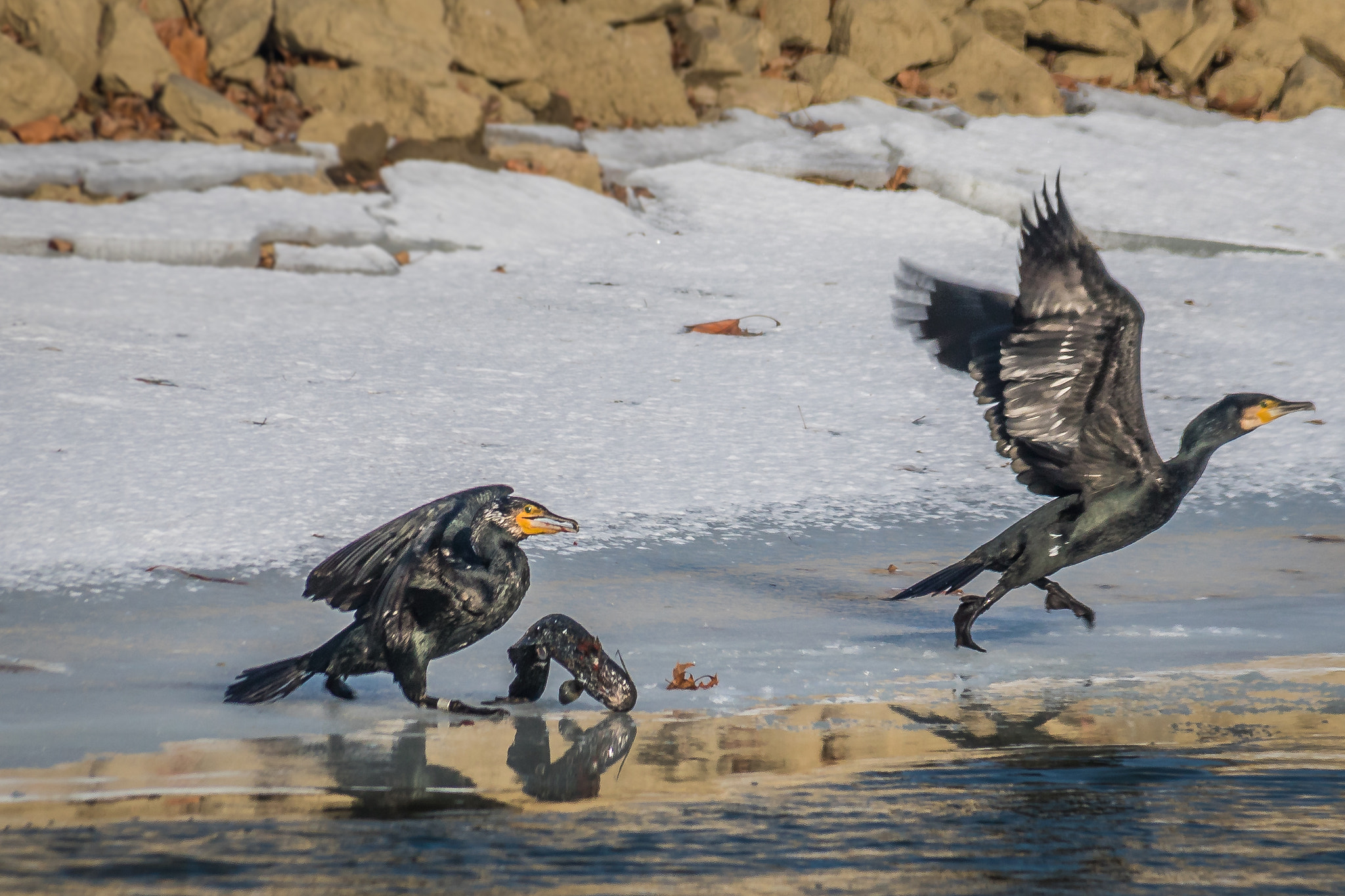 Canon EOS 760D (EOS Rebel T6s / EOS 8000D) + Canon EF 75-300mm F4.0-5.6 IS USM sample photo. Before lunch photography