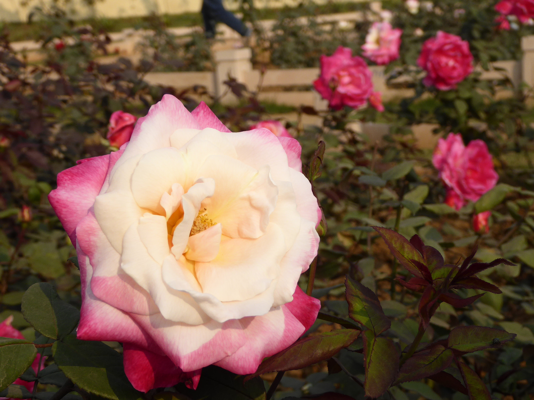 Panasonic Lumix DMC-ZS40 (Lumix DMC-TZ60) sample photo. Flowers photography