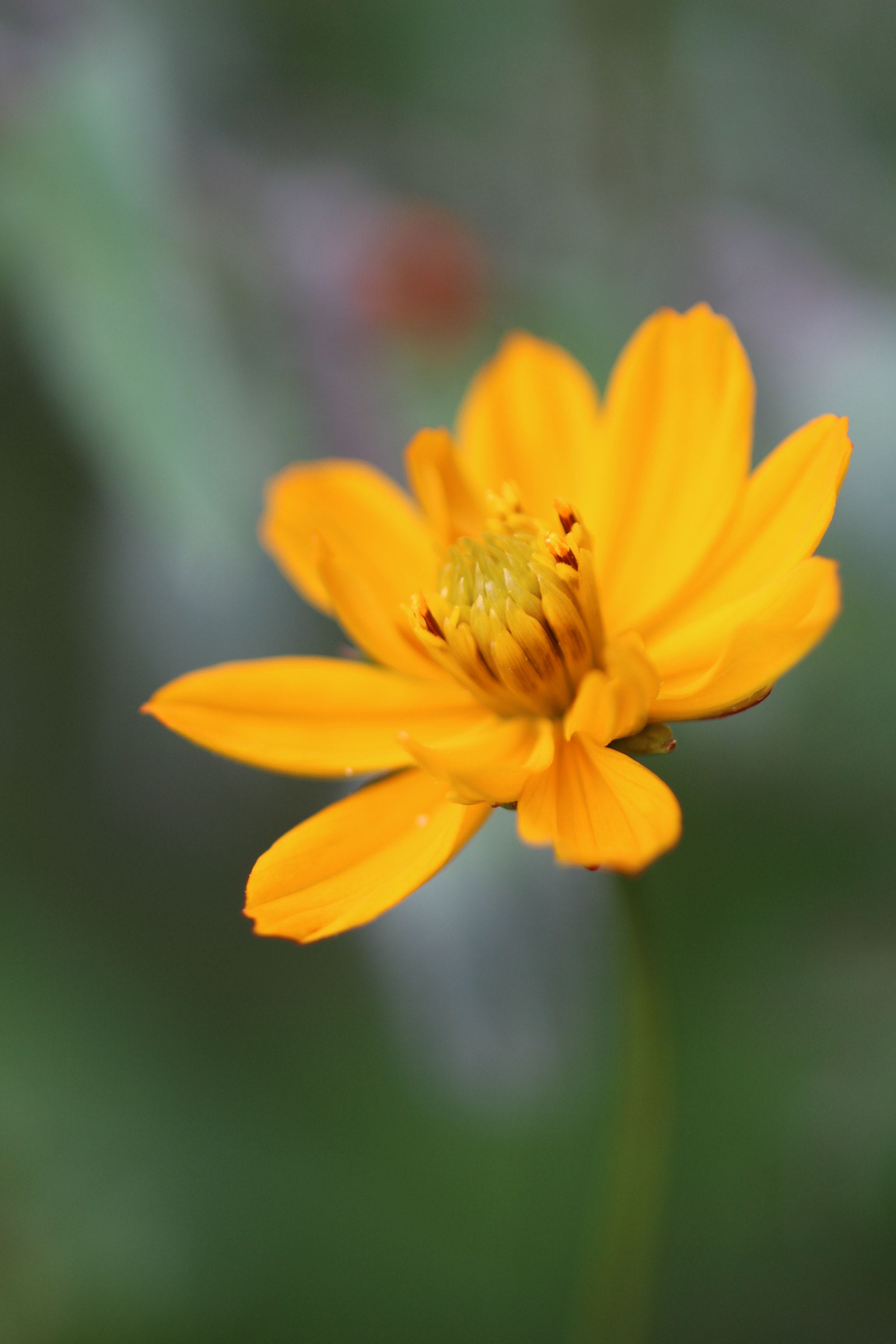 Canon EF 100mm F2.8 Macro USM sample photo. Yellow pop photography