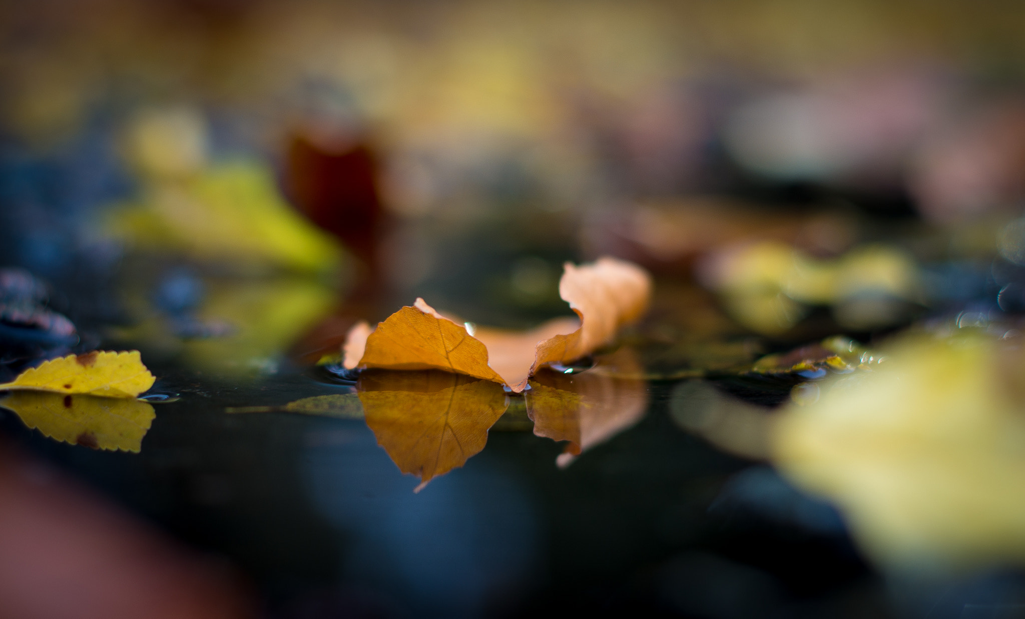 Pentax K-500 sample photo. Autumn fall photography