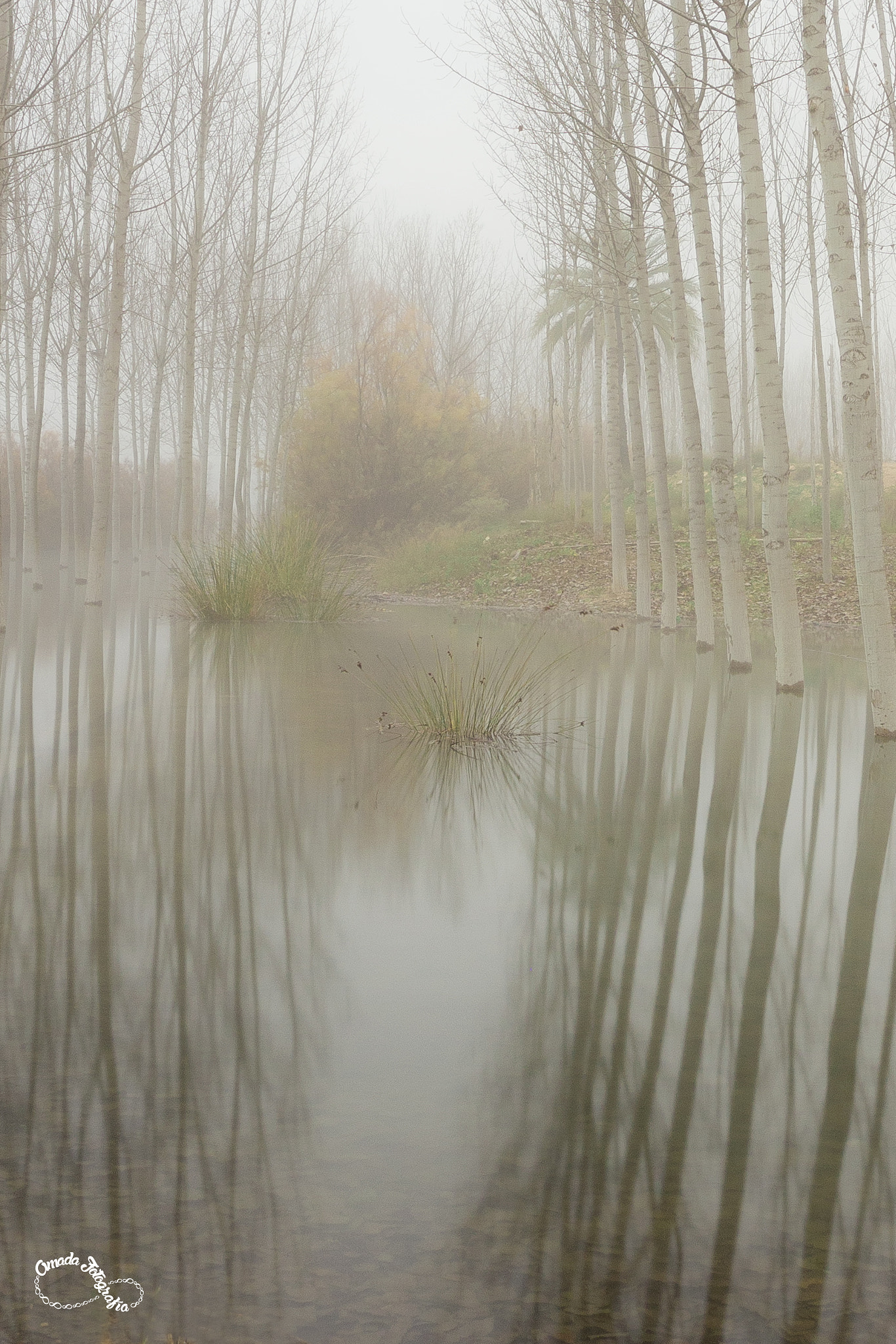 Canon EOS 700D (EOS Rebel T5i / EOS Kiss X7i) + Canon EF 17-40mm F4L USM sample photo. Junces in the mist photography