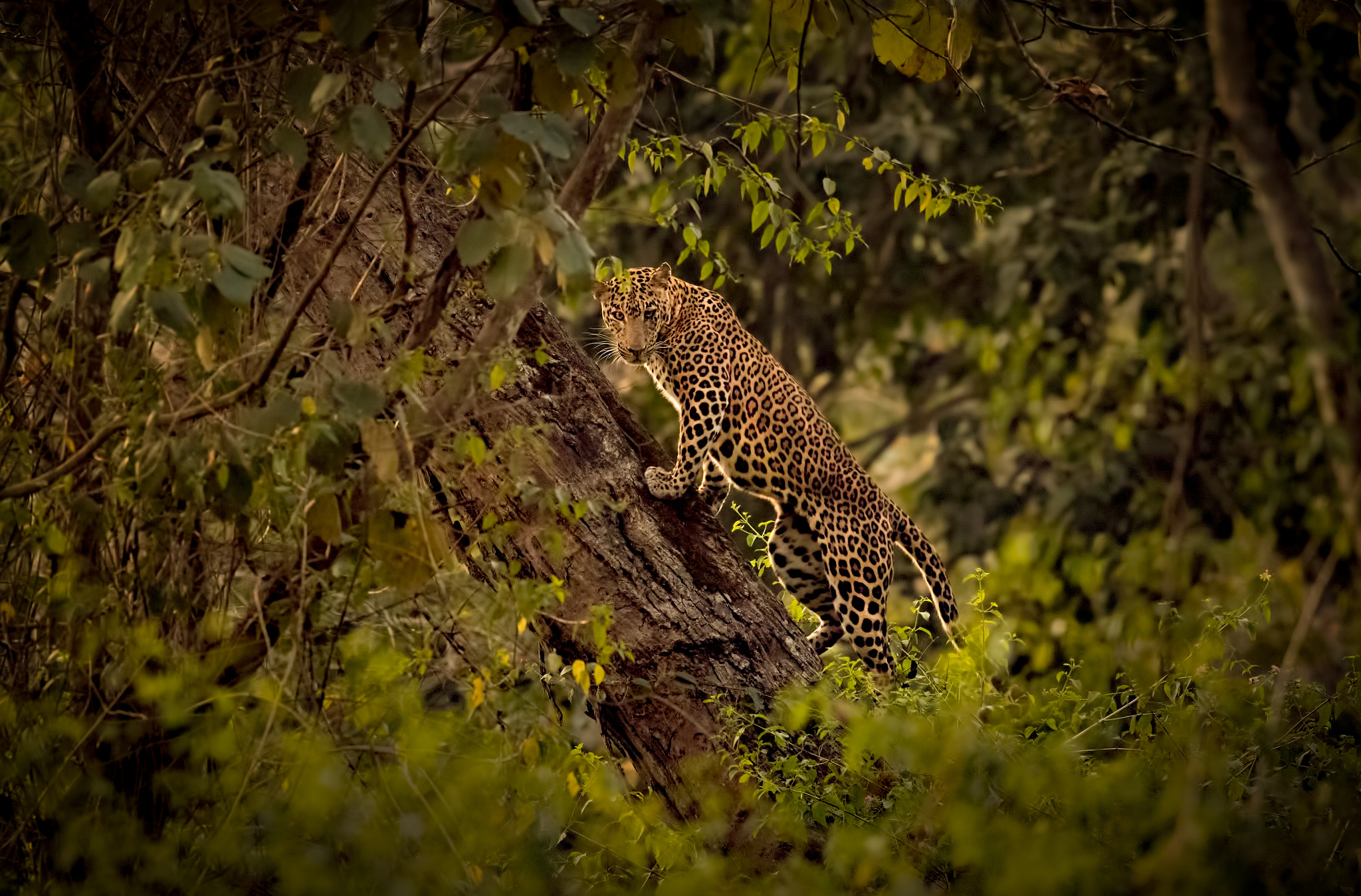 Canon EF 600mm F4L IS II USM sample photo. Leopard gets a view photography