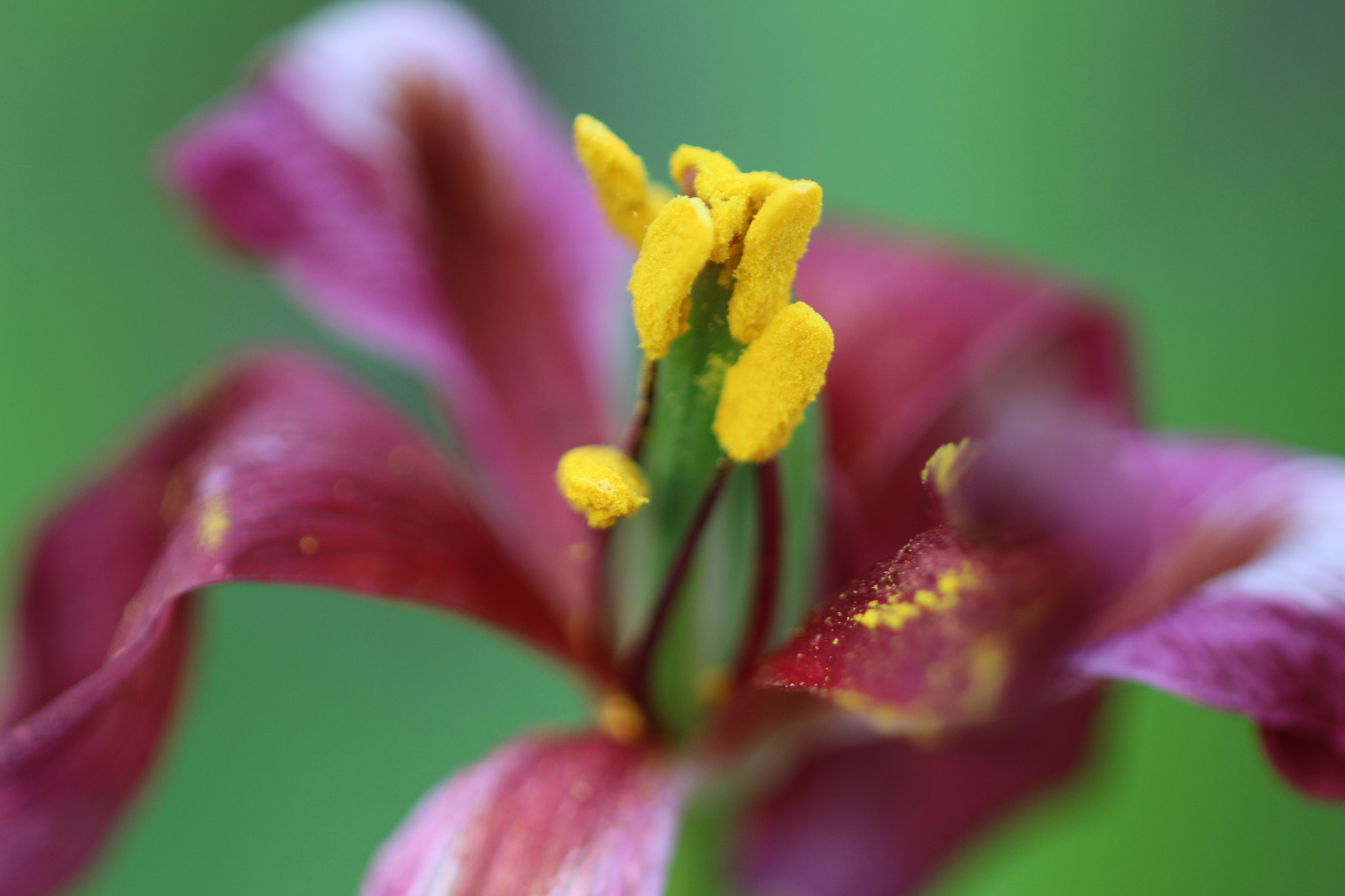 Canon EF 100mm F2.8 Macro USM sample photo. Falling apart photography