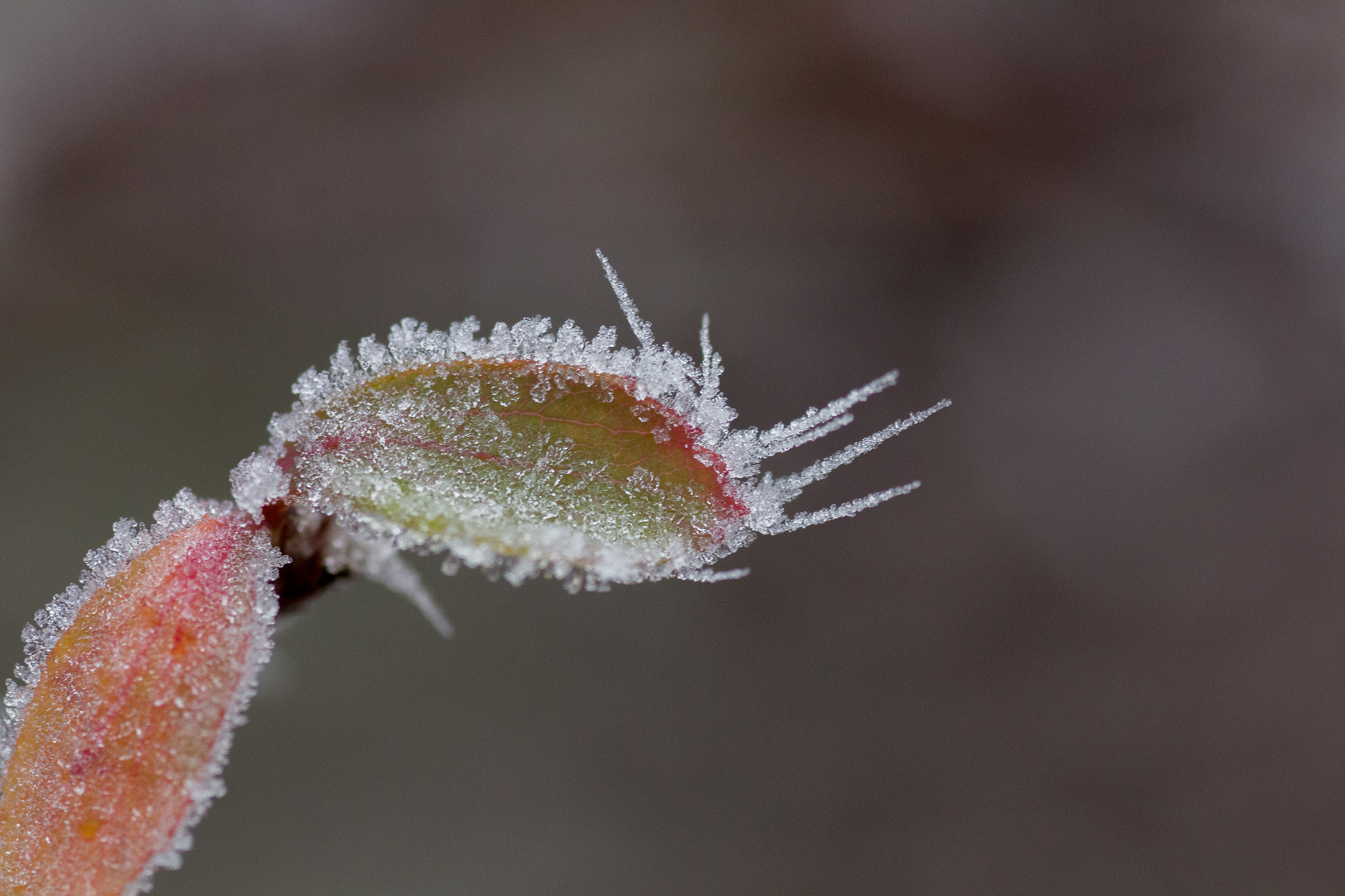 Canon EOS 700D (EOS Rebel T5i / EOS Kiss X7i) + Tamron SP AF 90mm F2.8 Di Macro sample photo. Feuille photography