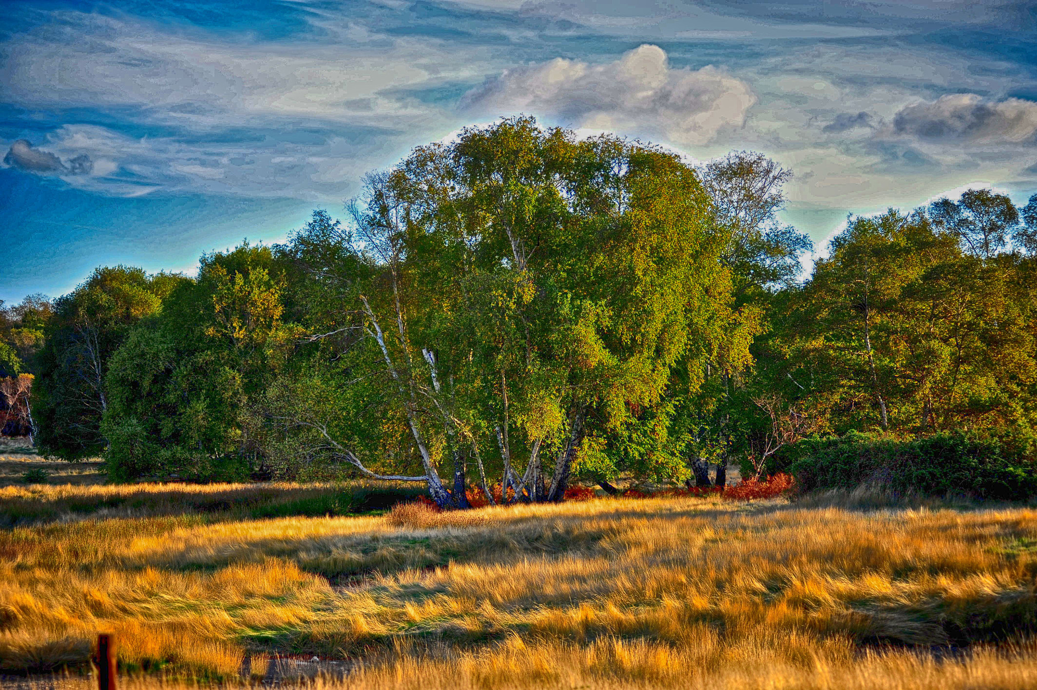 AF Zoom-Nikkor 80-200mm f/2.8 ED sample photo. Overview of the peat bog photography