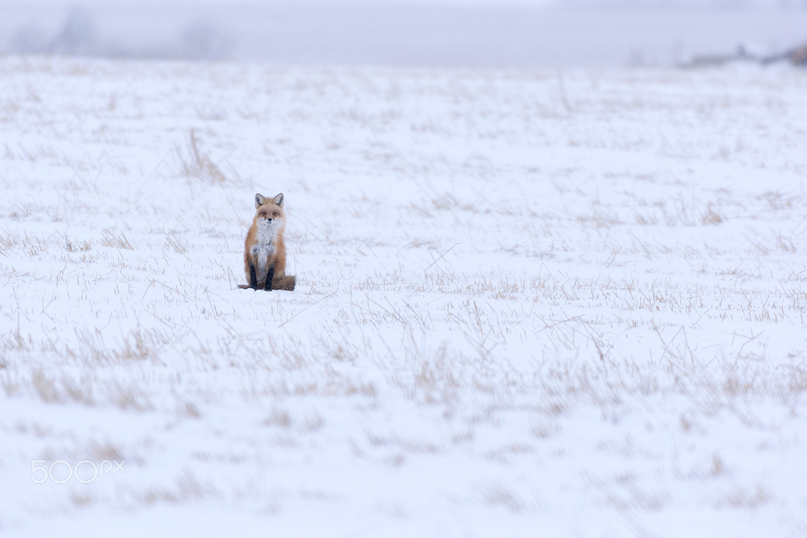 Nikon AF-S Nikkor 200-500mm F5.6E ED VR sample photo. Winter fox photography