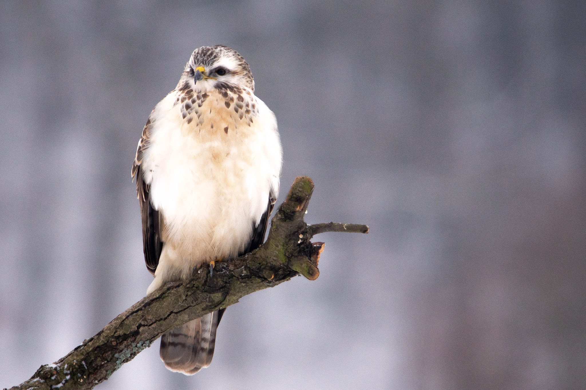 Sony ILCA-77M2 sample photo. Myszołów zwyczajny, myszołów (buteo buteo) photography