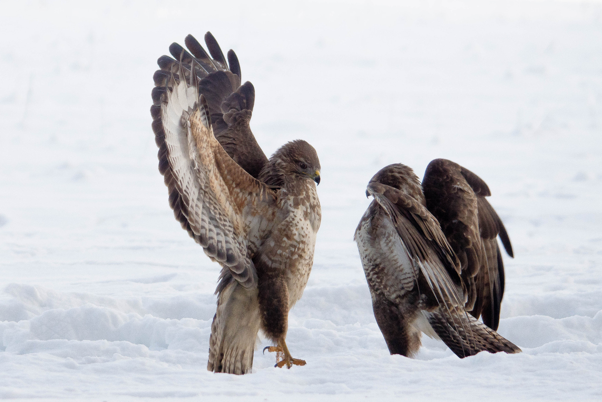 Sigma 150-500mm F5-6.3 DG OS HSM sample photo. Myszołów zwyczajny, myszołów (buteo buteo) photography