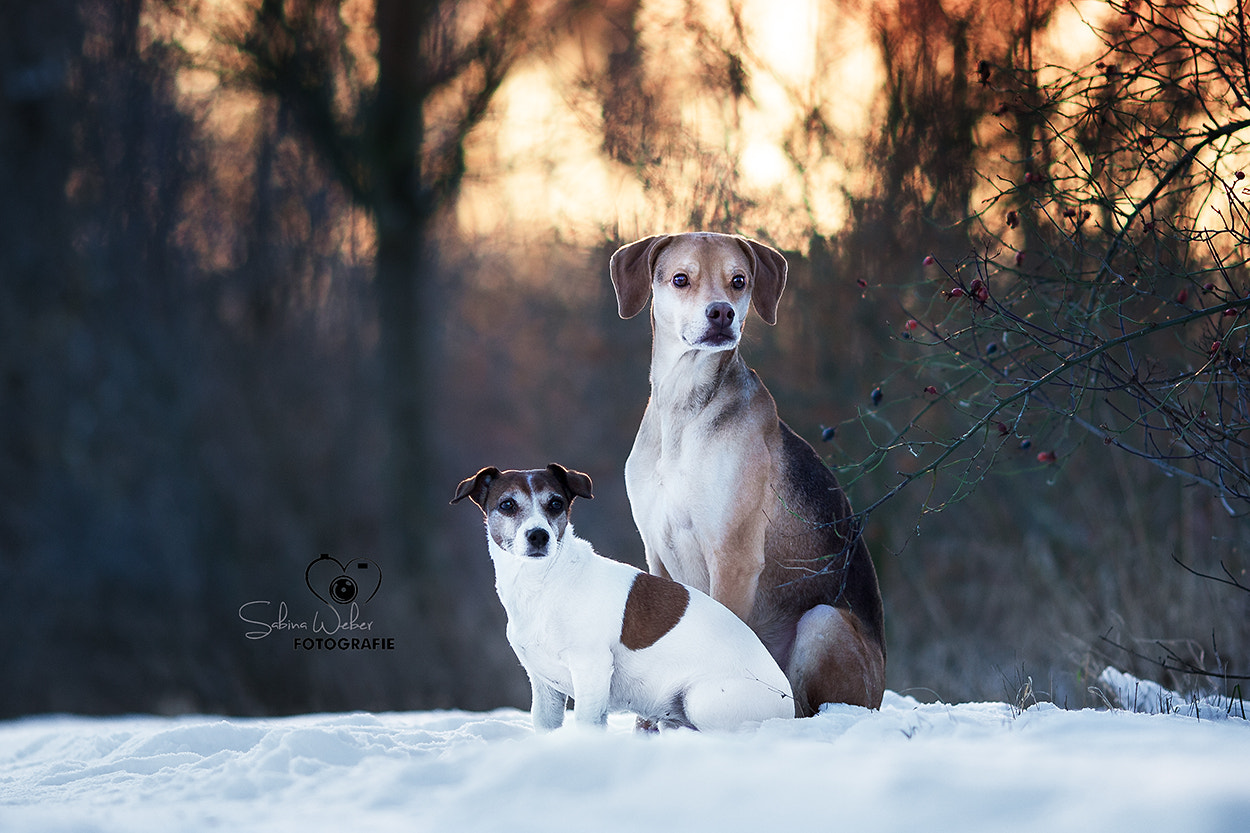Canon EOS-1D Mark III + Canon EF 135mm F2L USM sample photo