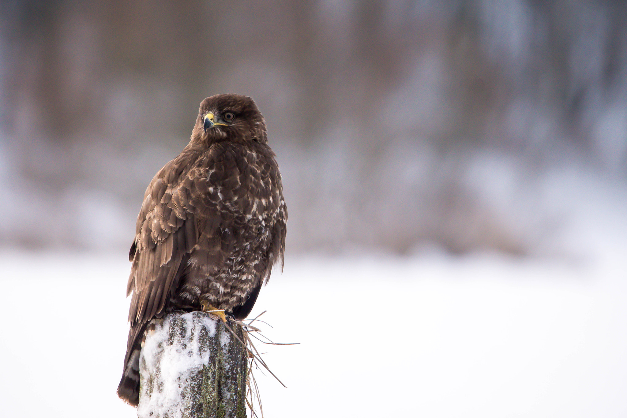 Sony ILCA-77M2 + Sigma 150-500mm F5-6.3 DG OS HSM sample photo. Myszołów zwyczajny, myszołów (buteo buteo) photography