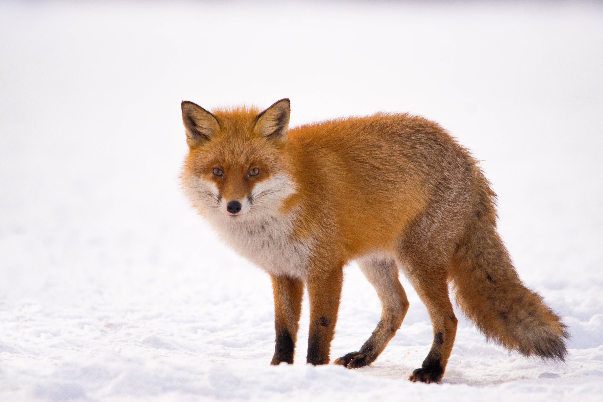 Sigma 150-500mm F5-6.3 DG OS HSM sample photo. Lis (vulpes vulpes) photography