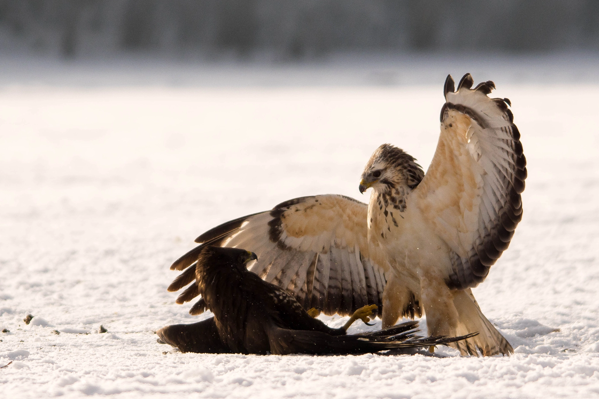 Sigma 50-500mm F4.5-6.3 DG OS HSM sample photo. Myszołów zwyczajny, myszołów (buteo buteo) photography