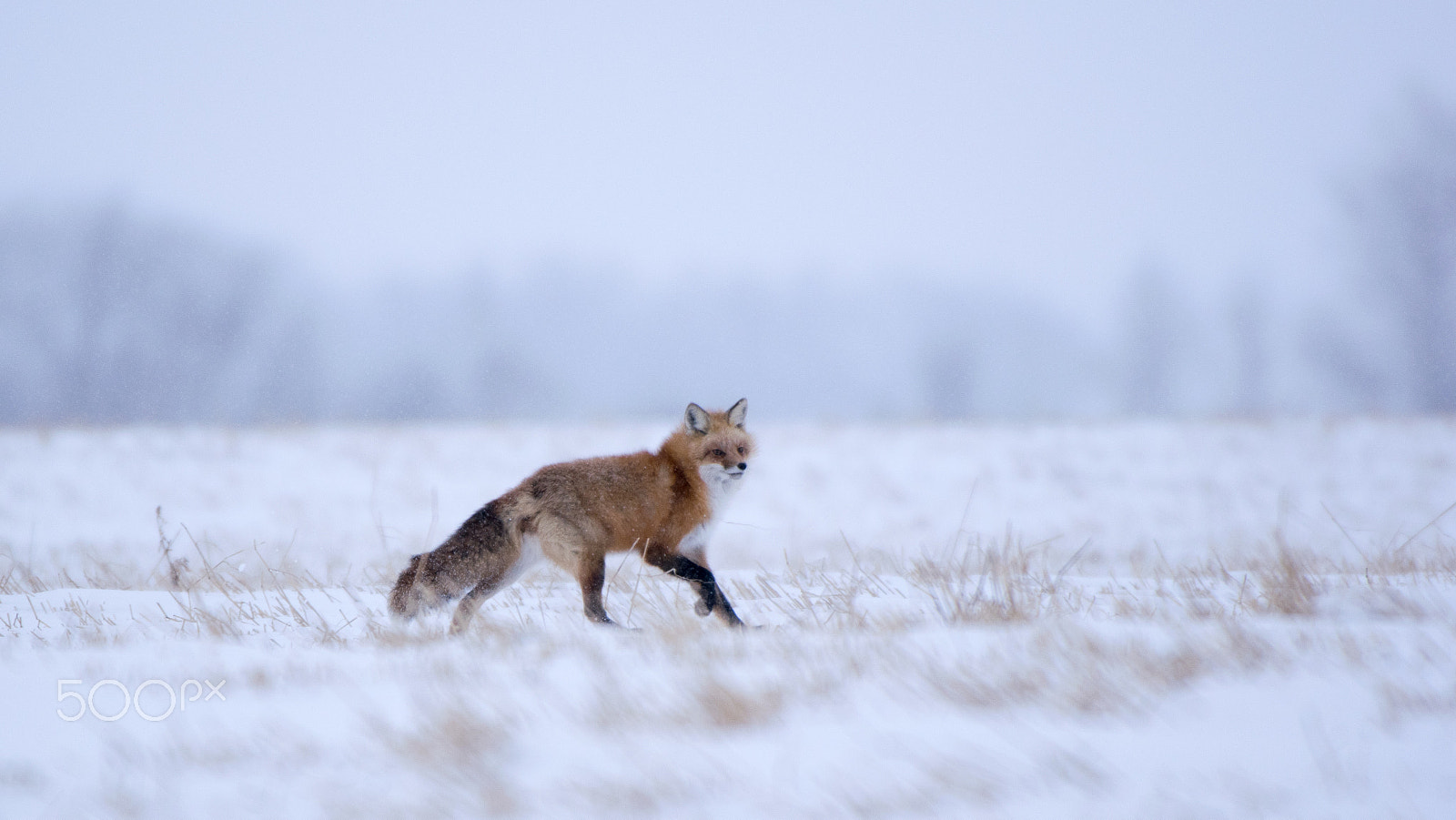 Nikon AF-S Nikkor 200-500mm F5.6E ED VR sample photo. Winter fox photography
