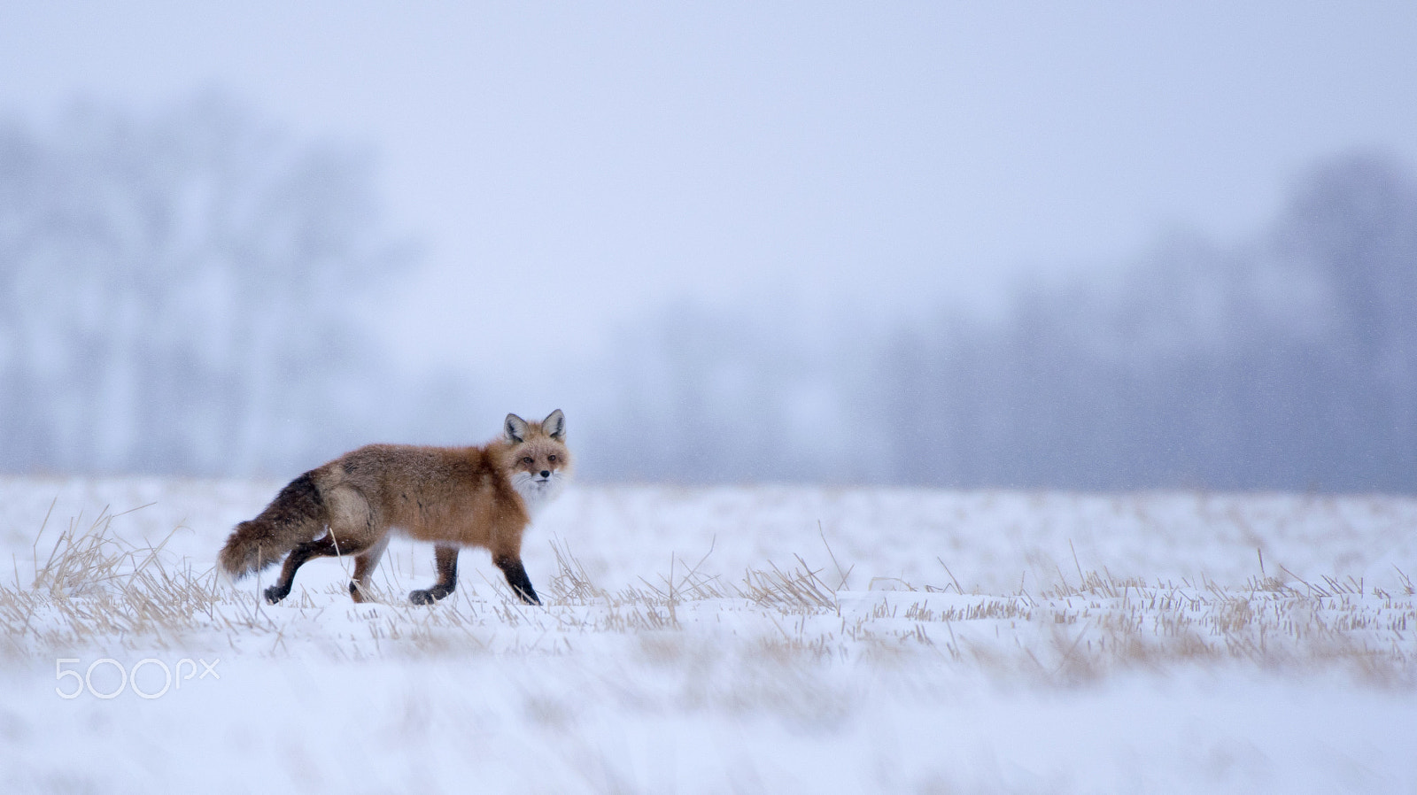 Nikon AF-S Nikkor 200-500mm F5.6E ED VR sample photo. Winter fox photography