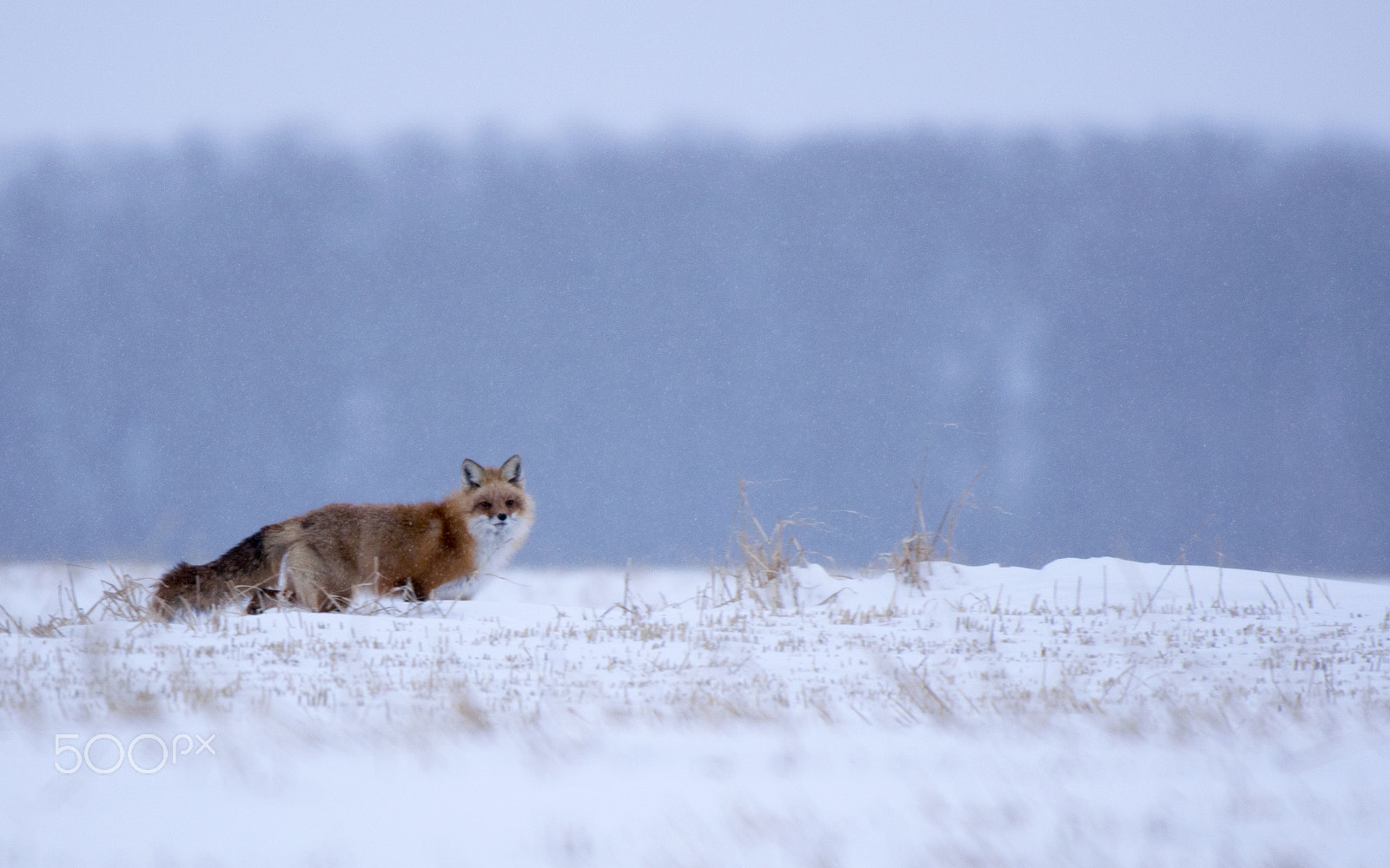 Nikon AF-S Nikkor 200-500mm F5.6E ED VR sample photo. Winter fox photography