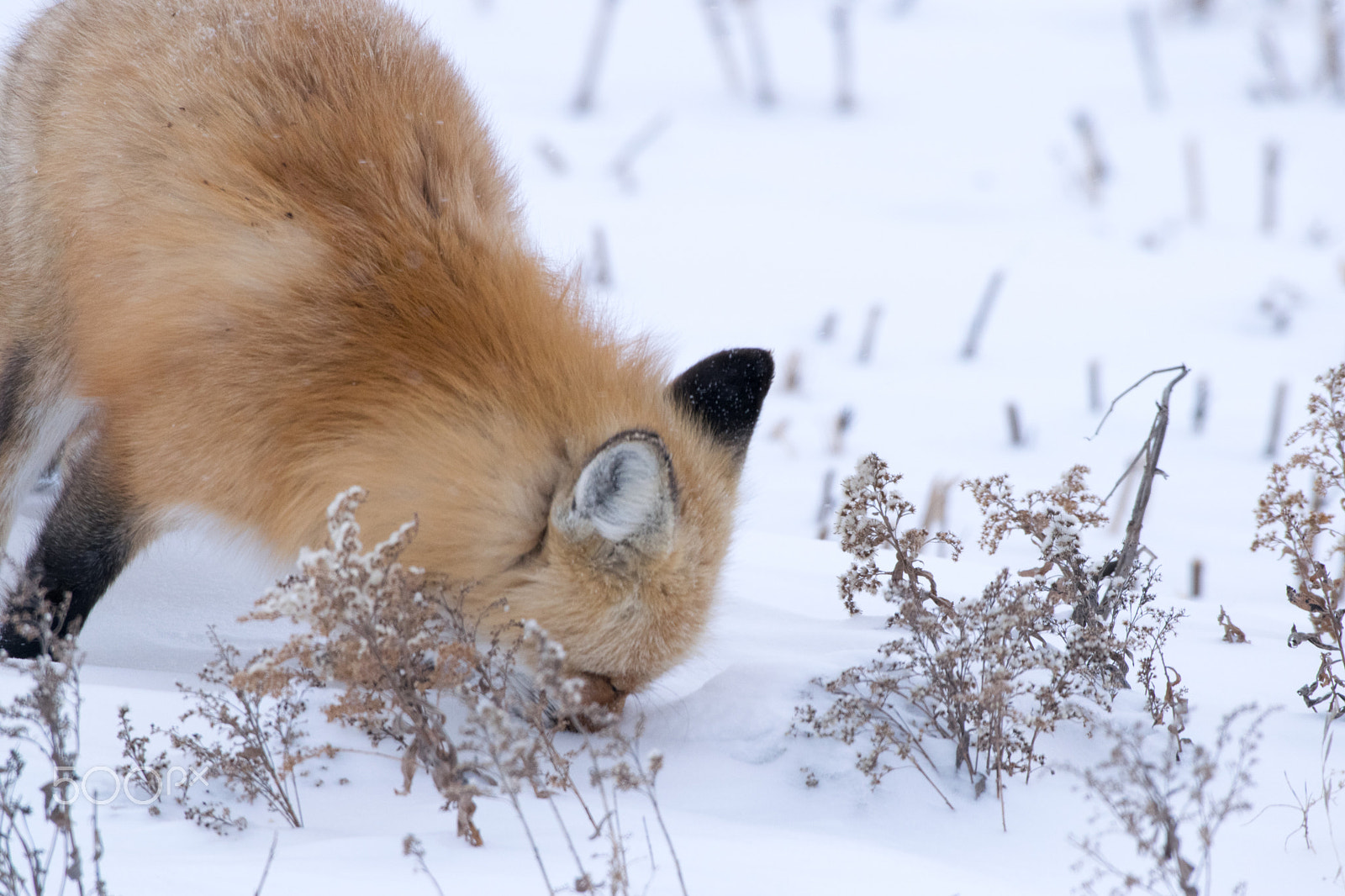 Nikon AF-S Nikkor 200-500mm F5.6E ED VR sample photo. Winter fox photography