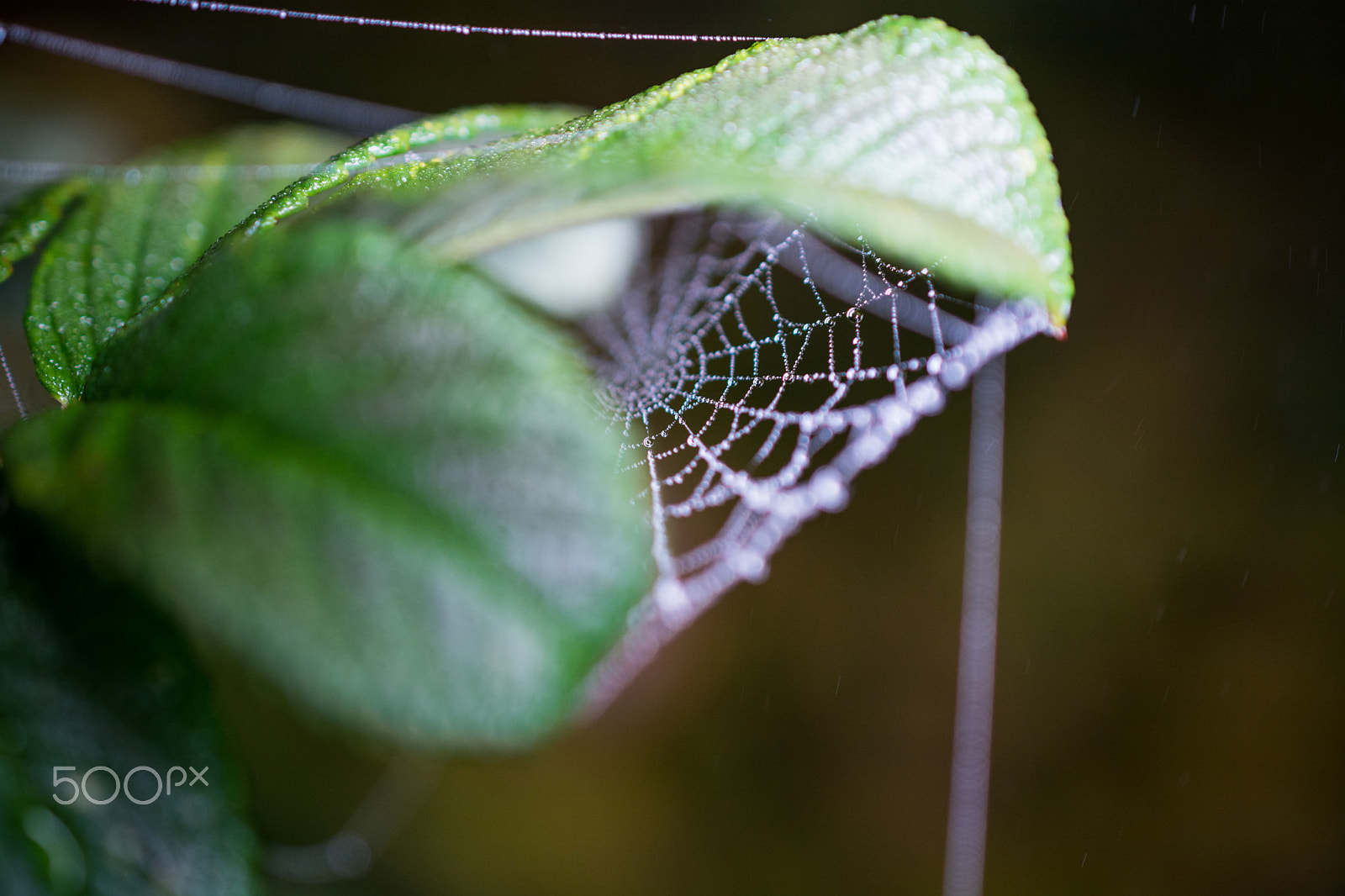 Nikon AF-S DX Micro Nikkor 40mm F2.8 sample photo. Spiderweb photography
