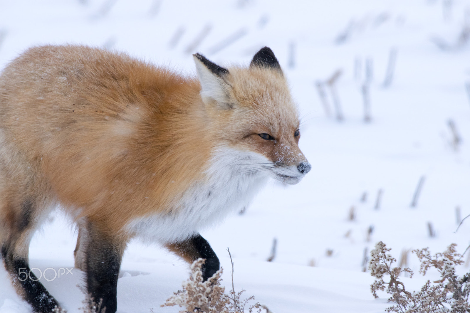 Nikon AF-S Nikkor 200-500mm F5.6E ED VR sample photo. Winter fox photography